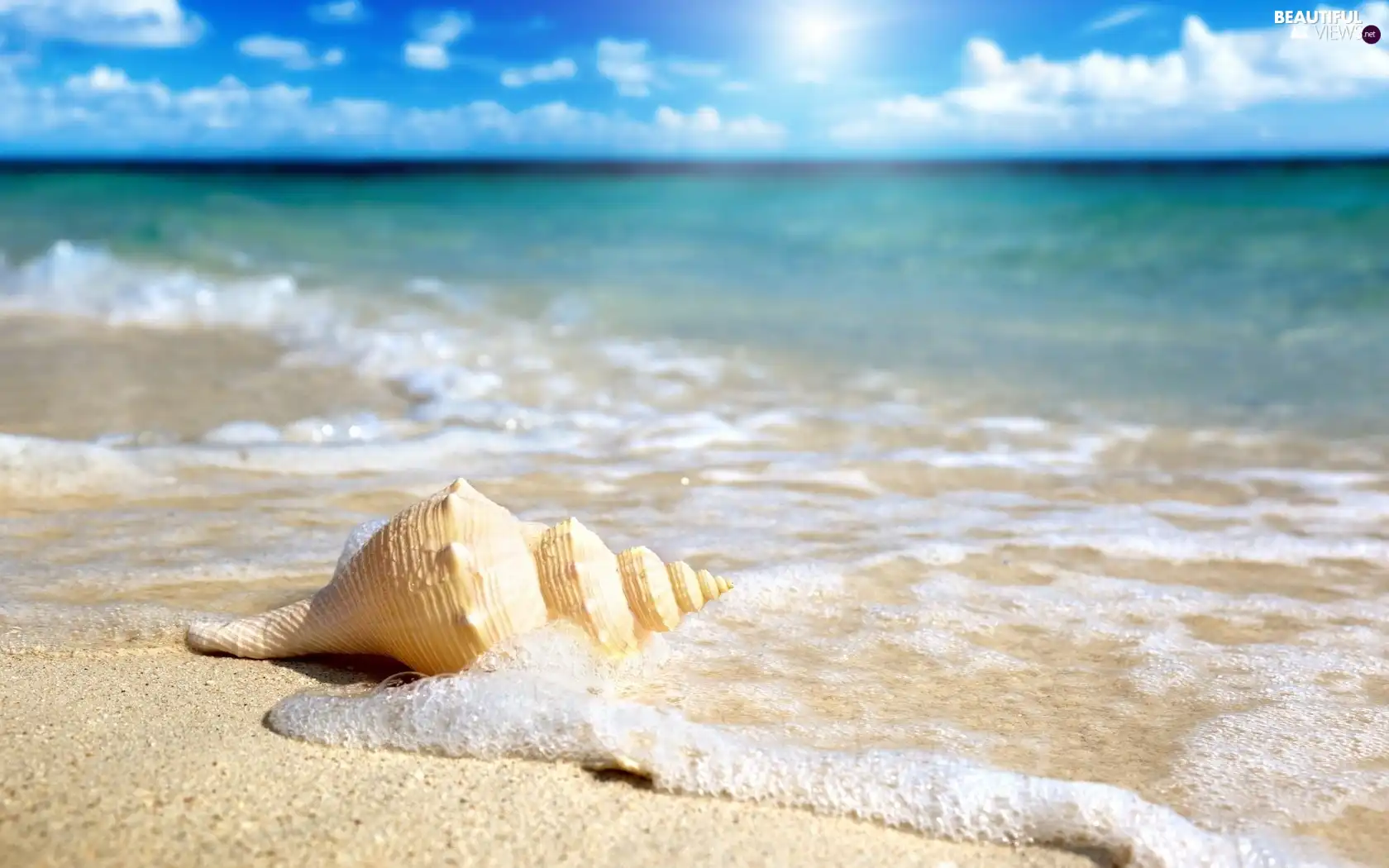 shell, sea, Beaches