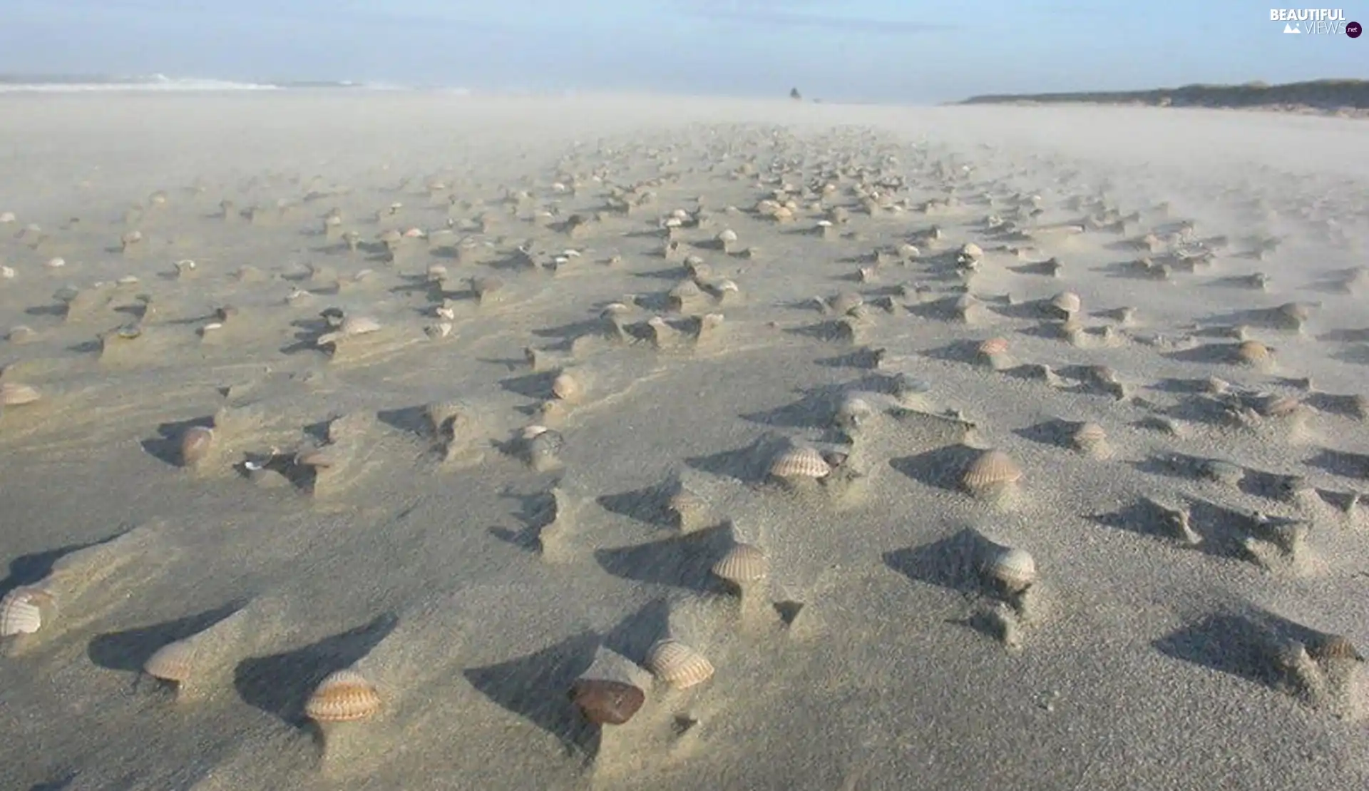 Shells, Beaches, Sand