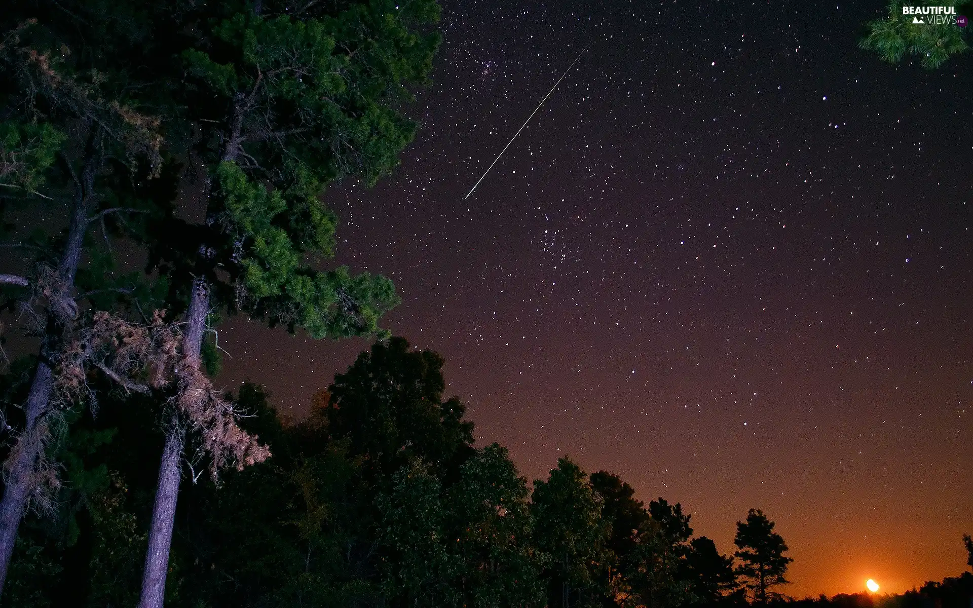 trees, Night, Shooting, starfish, viewes, Sky