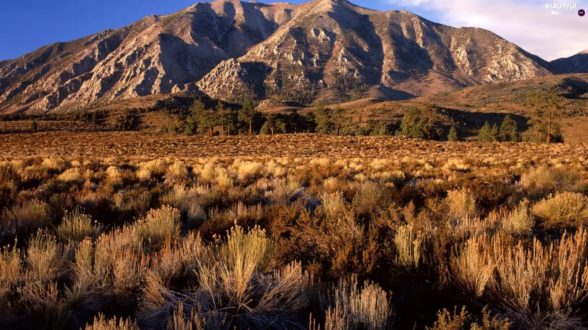 shrubs, Mountains, California