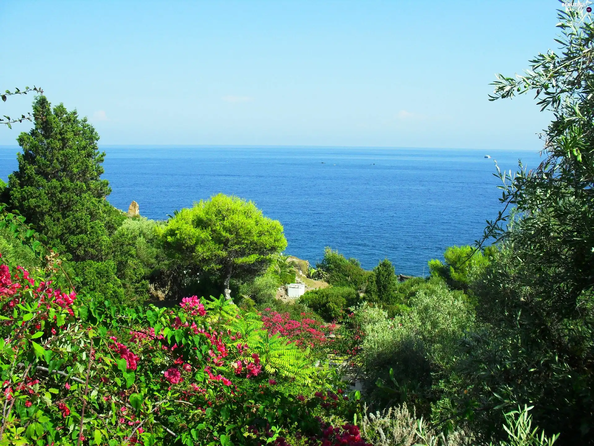sea, VEGETATION, Sicilia, Flowers
