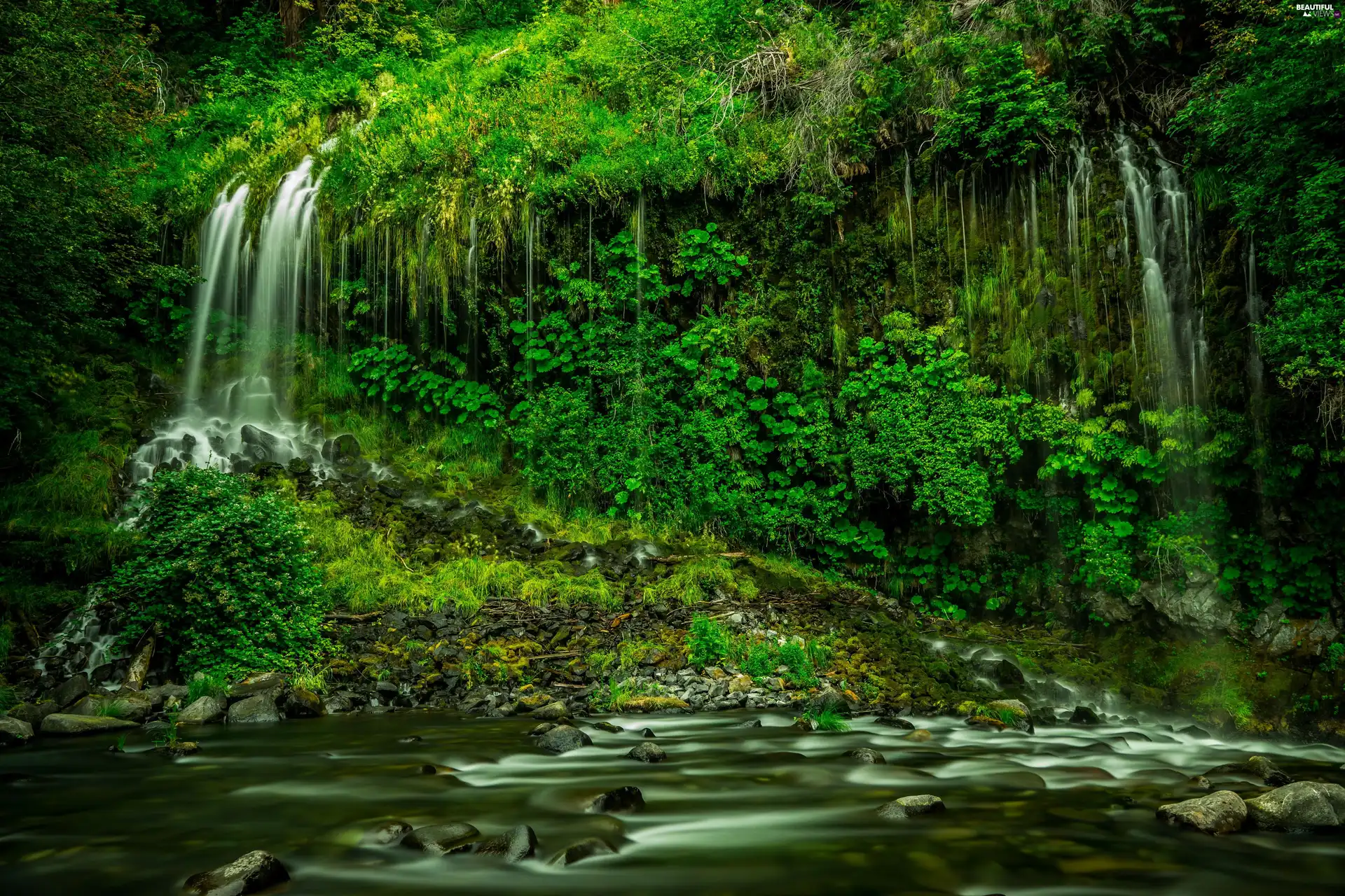 River, Mossbrae Falls, State of California, The United States, Siskiyou County, VEGETATION