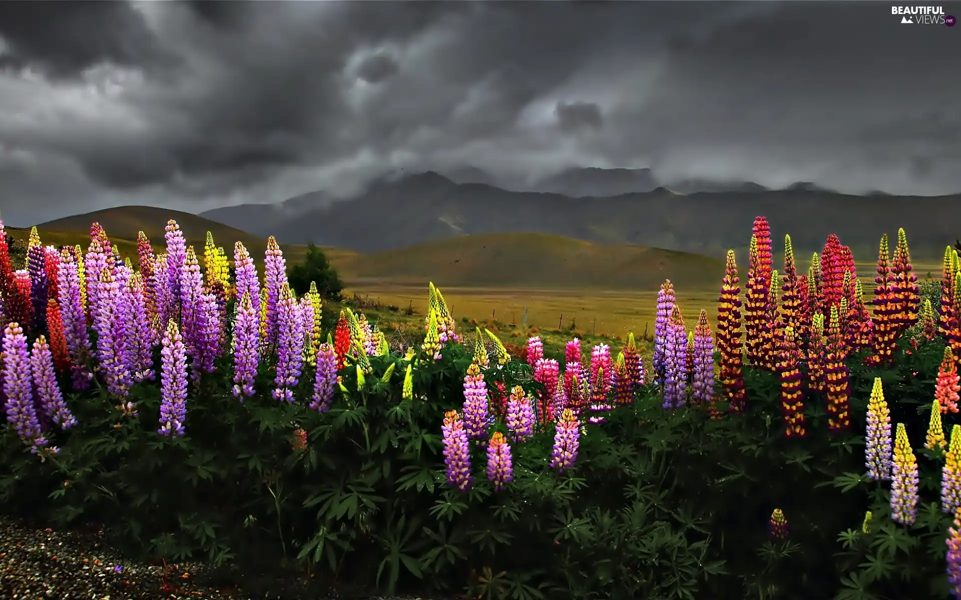 Sky, clouds, lupine, Mountains, Flowers