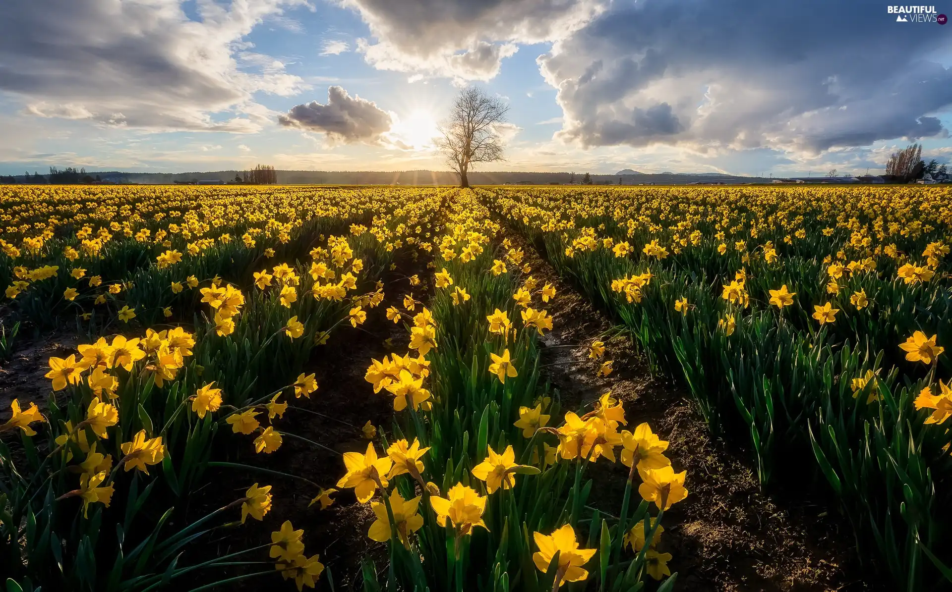 Sky, Field, rays of the Sun, Jonquil, Spring, clouds, trees