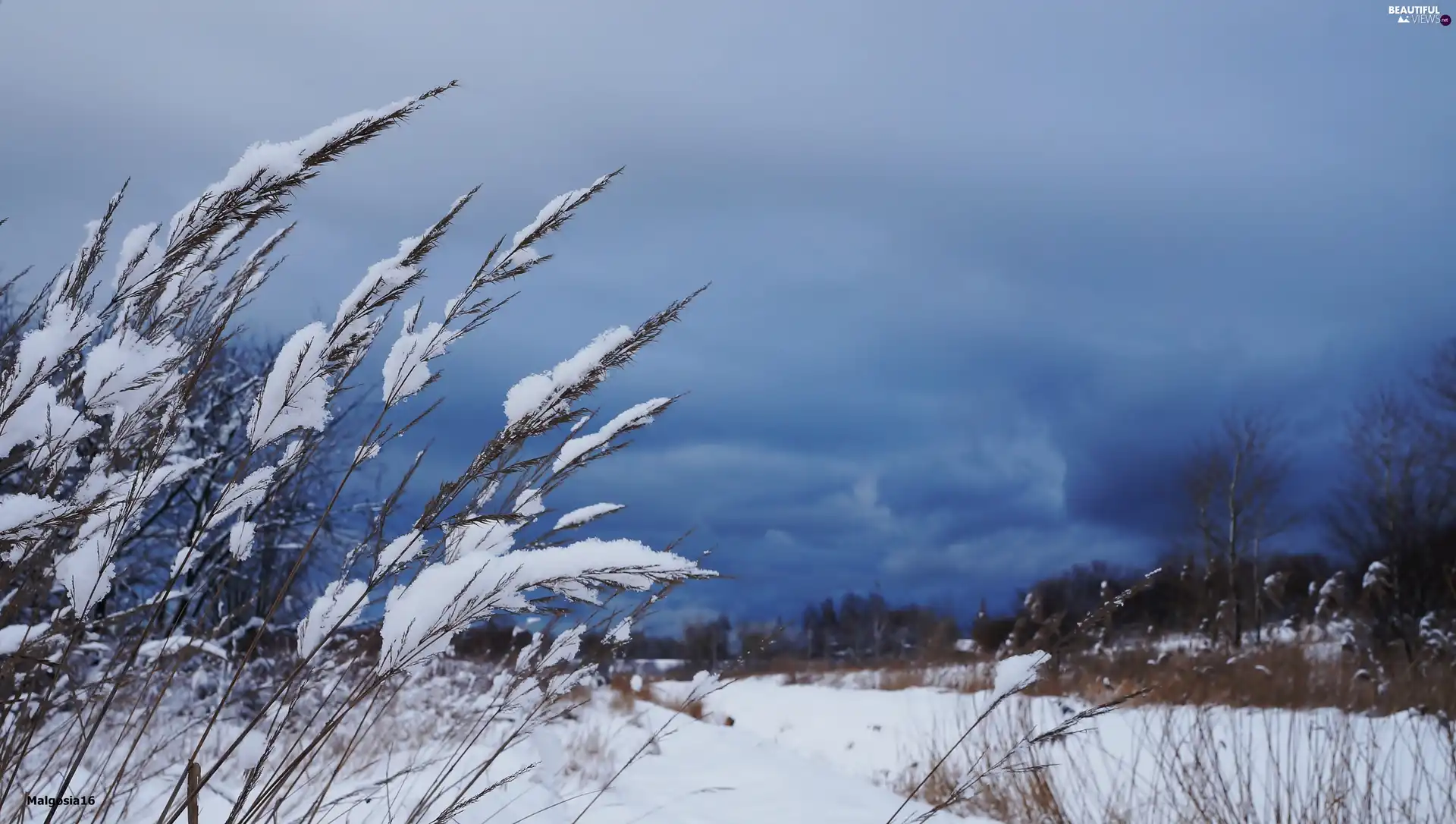 Sky, clouds, snow, Plants, winter