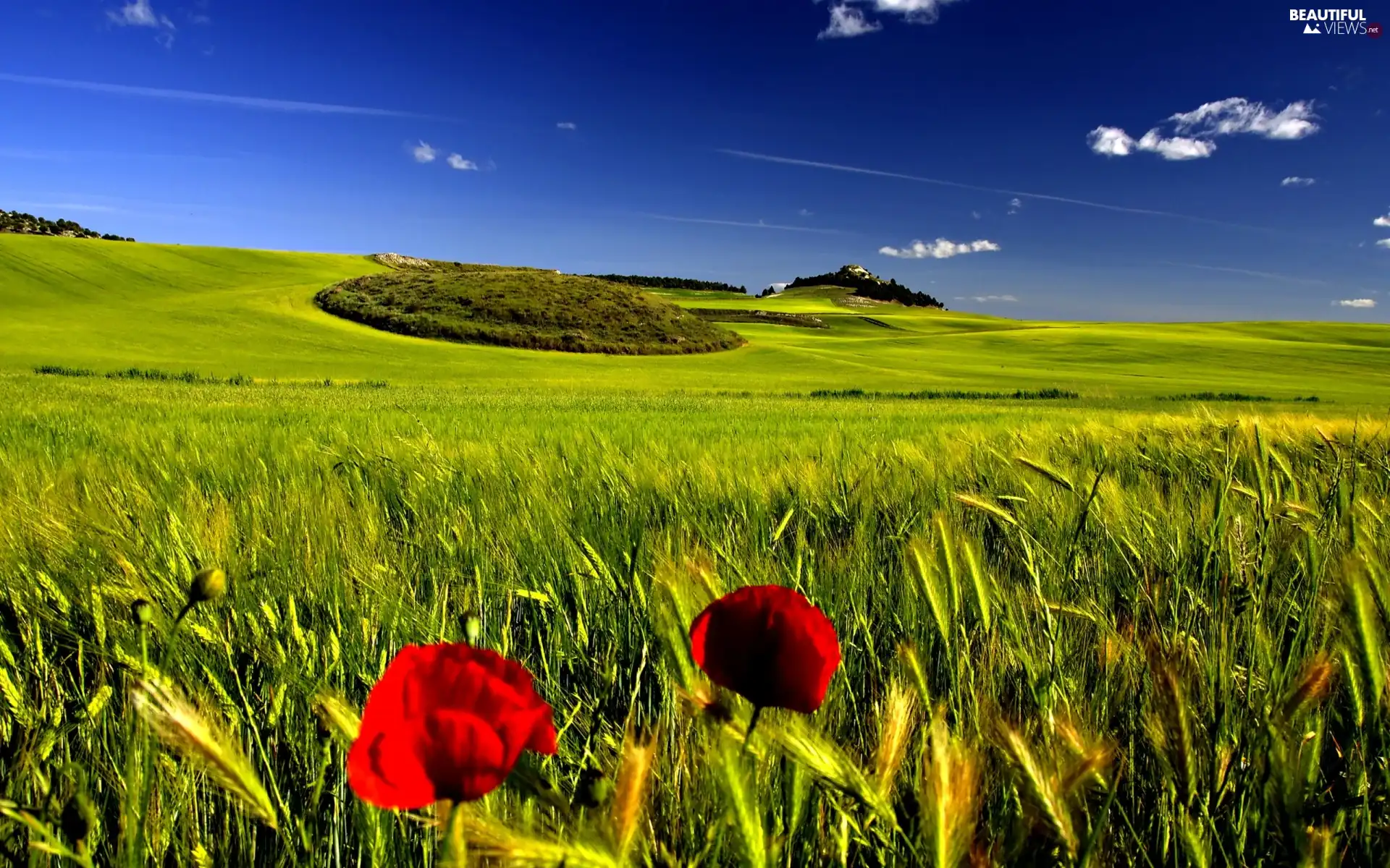 Field, papavers, Sky, corn