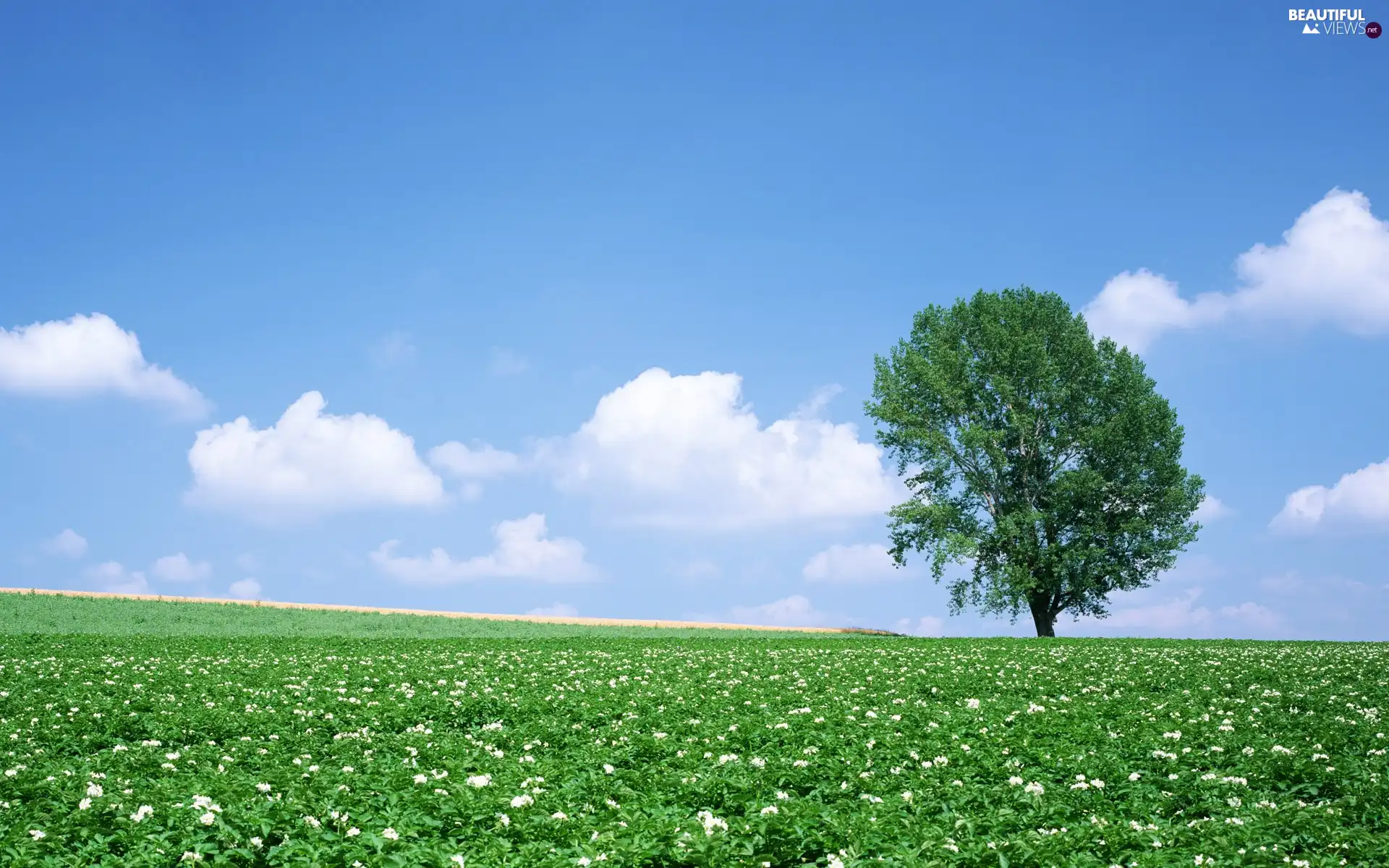 Sky, trees, Field