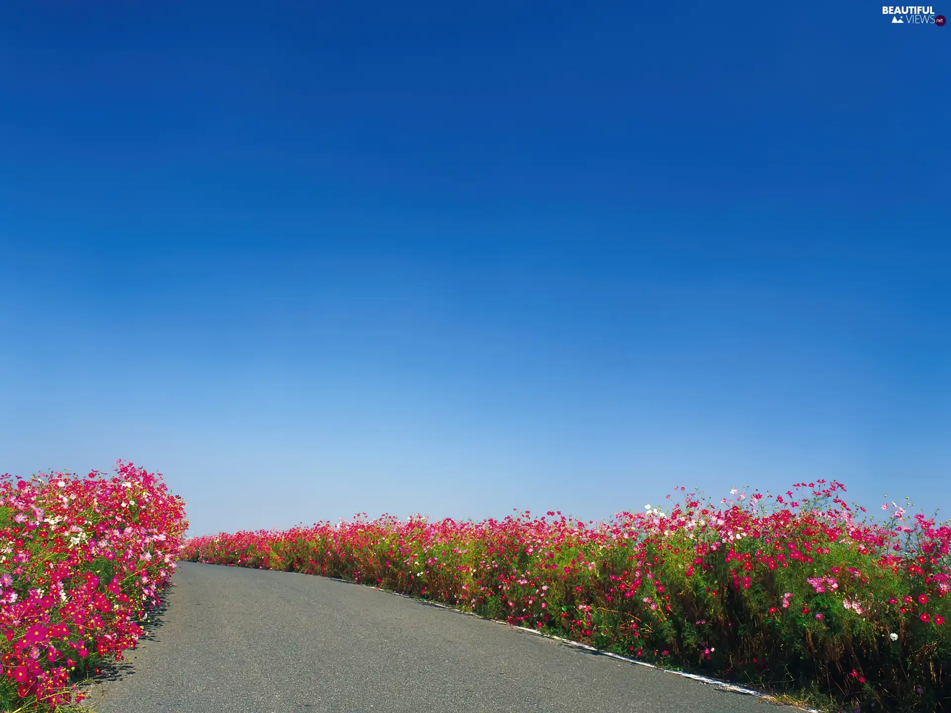 Sky, Way, Flowers