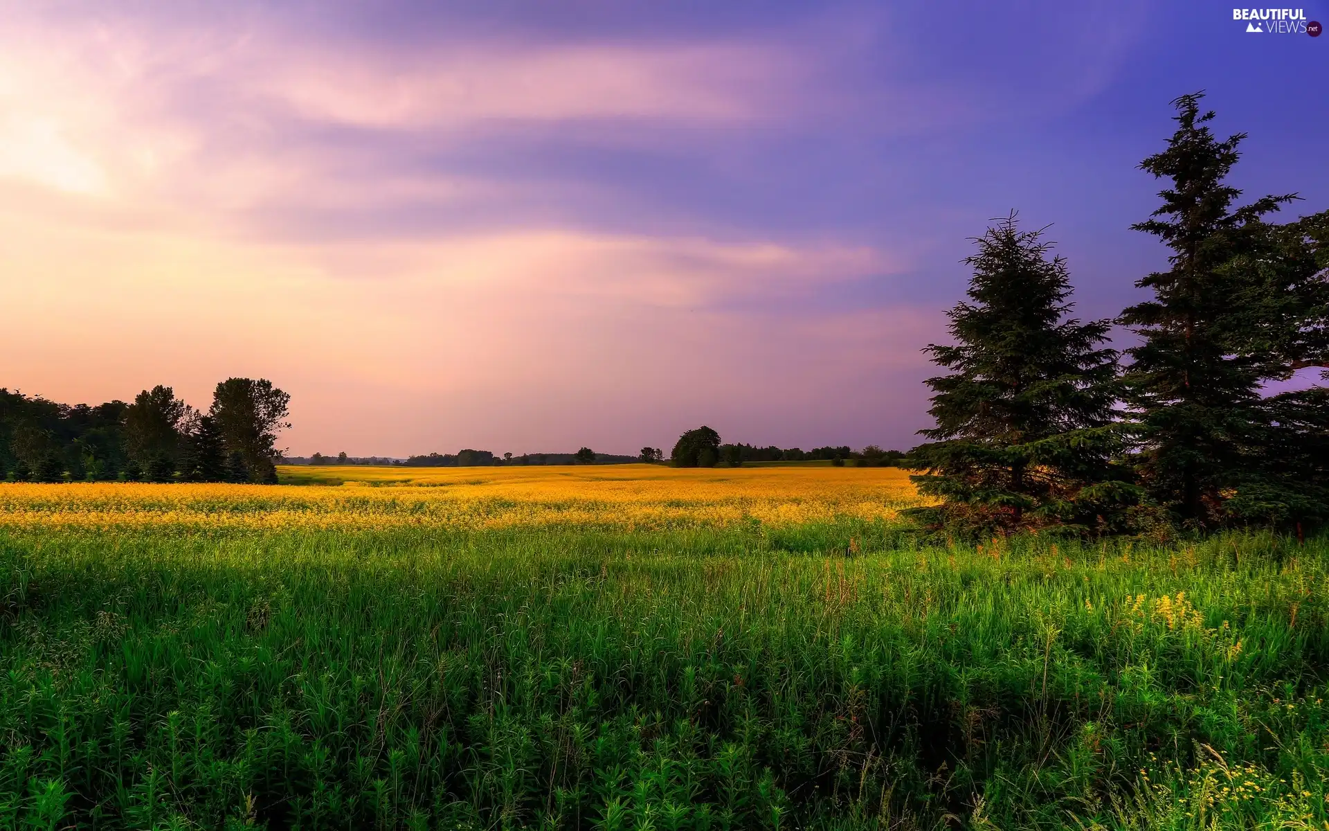 Sky, Meadow, forest