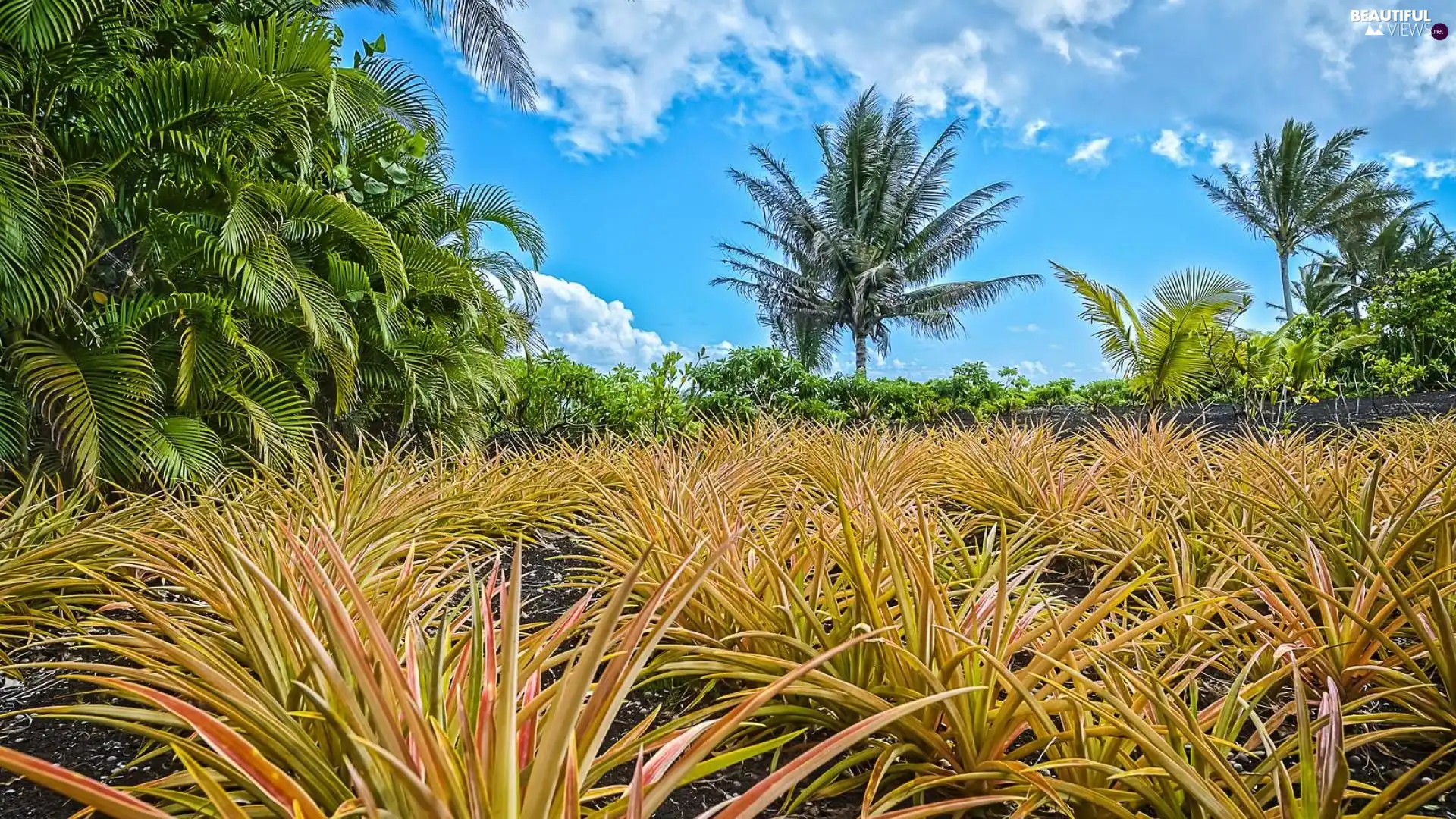 Sky, Palms, grass