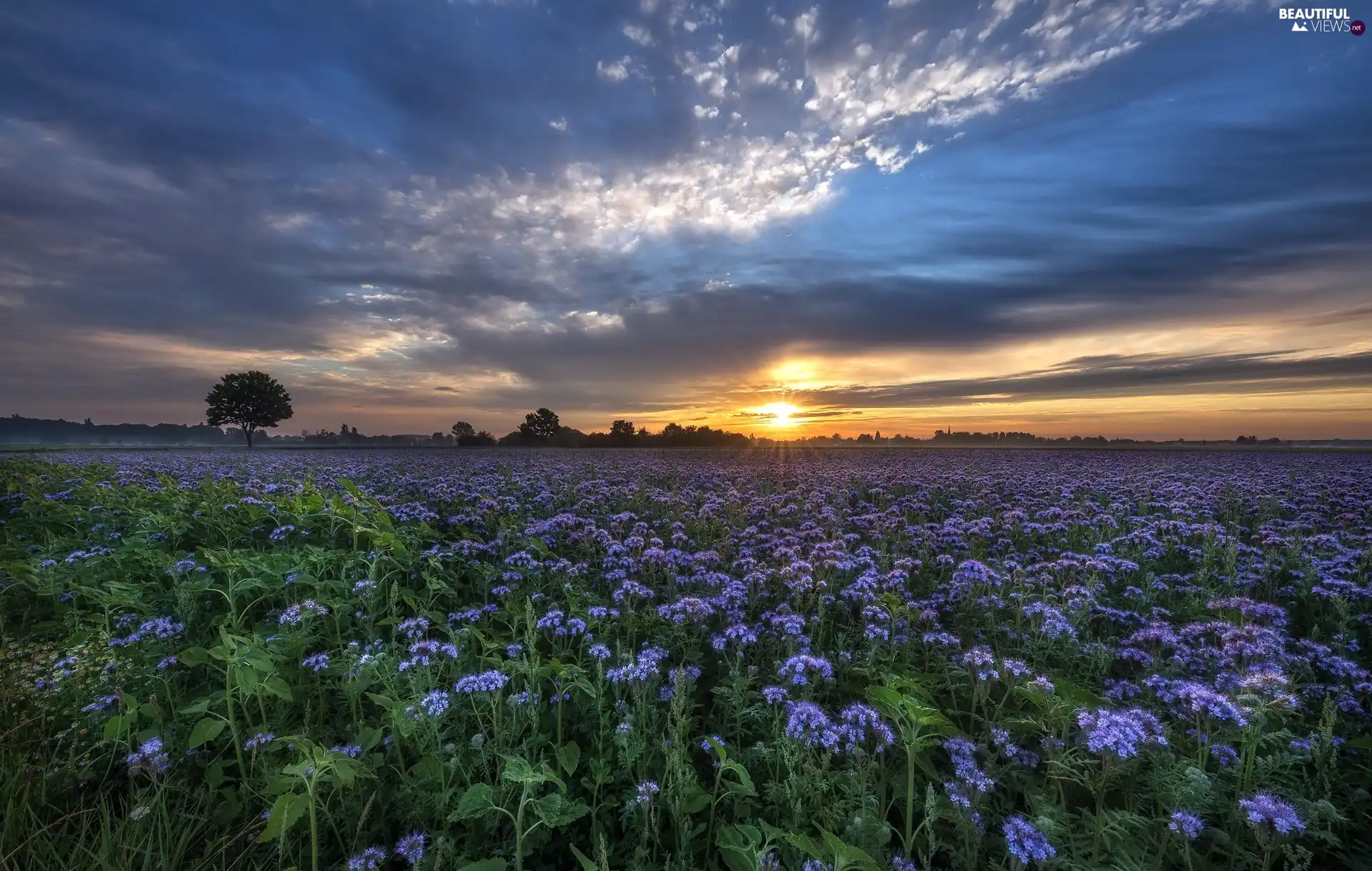 Field, Sky, Great Sunsets, Flowers