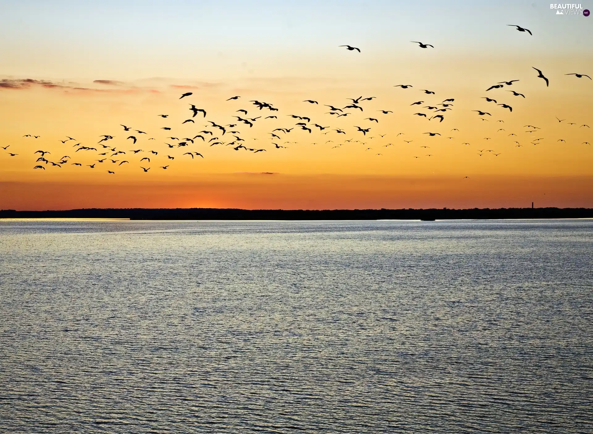 lake, Great Sunsets, Sky, birds