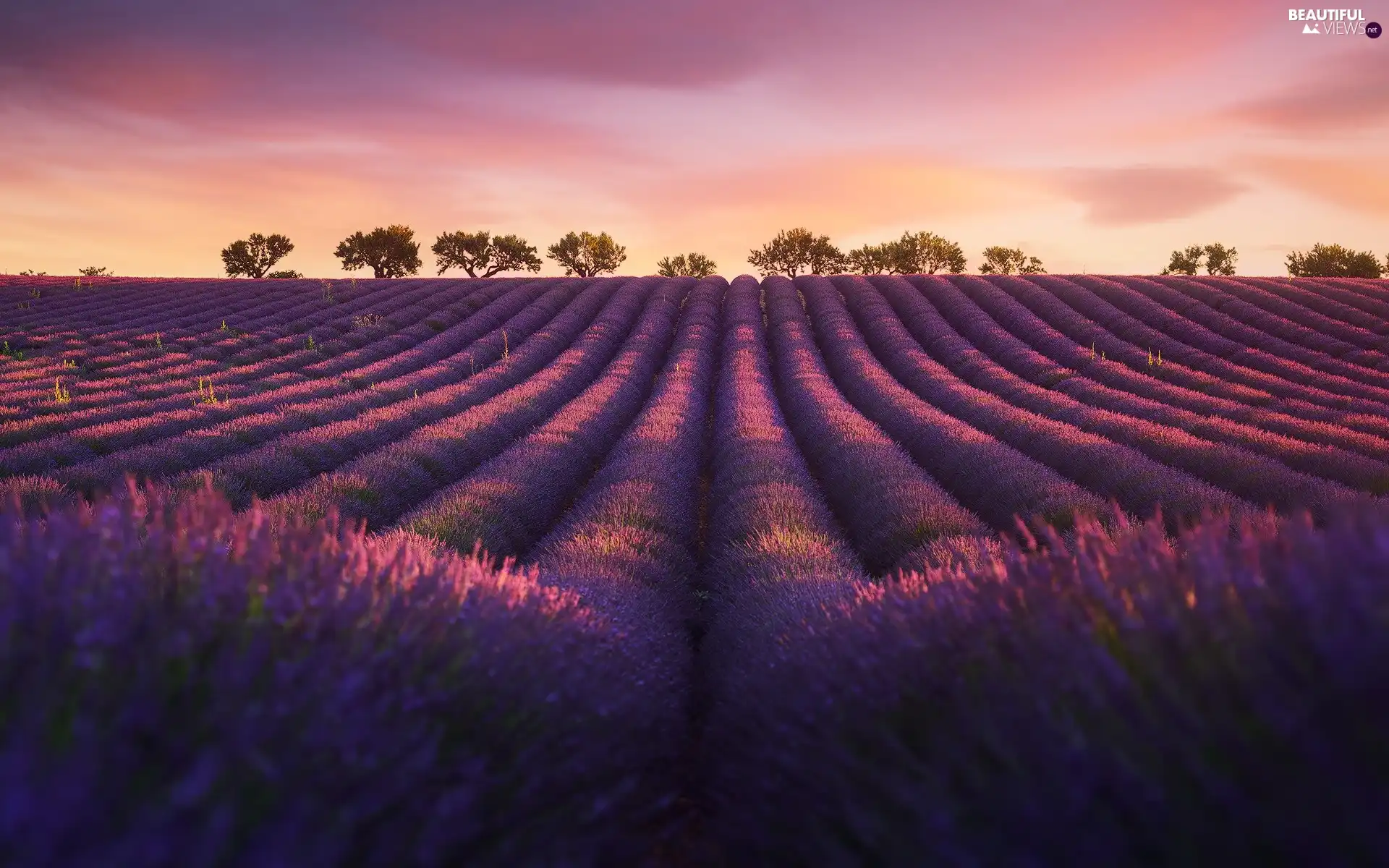 trees, Field, Pinkish, Sky, viewes, lavender