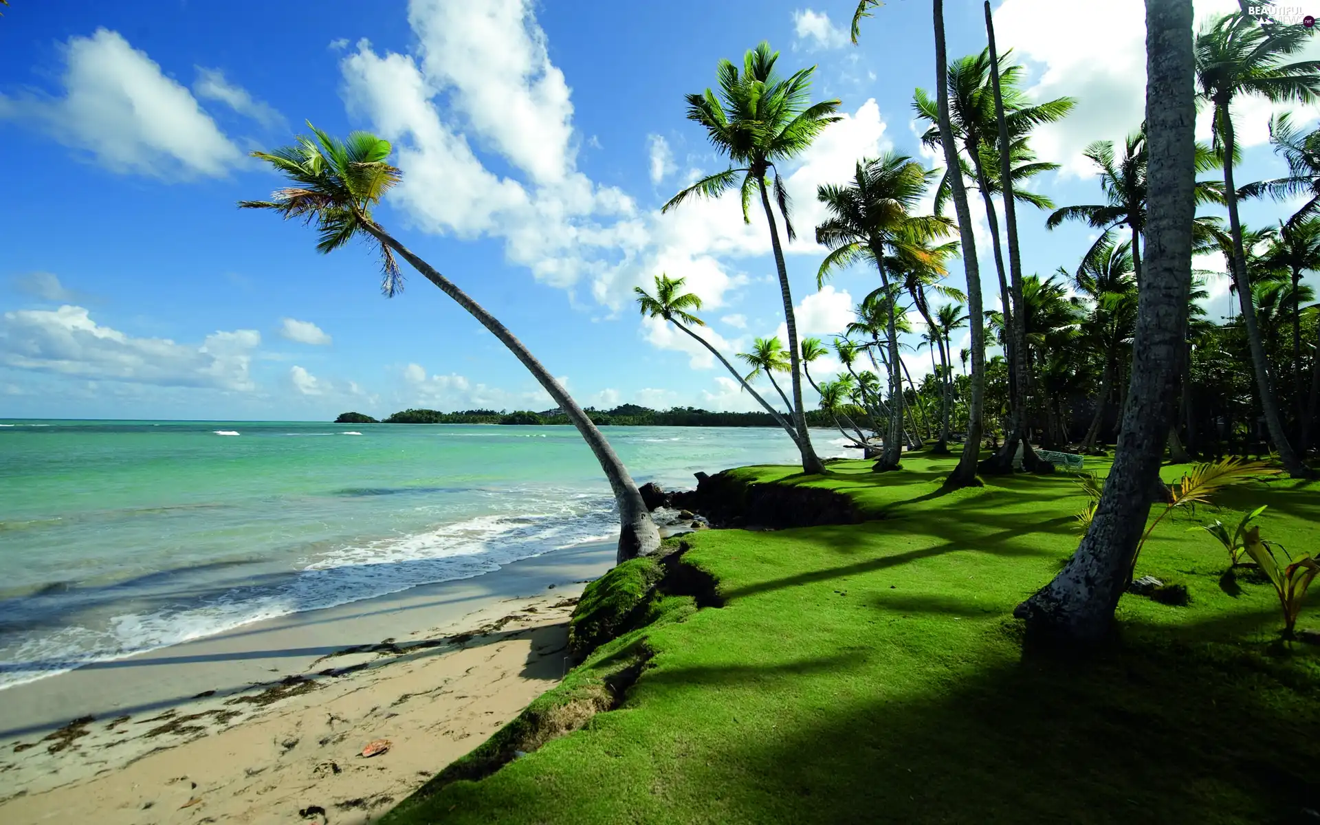 Sky, sea, Palms