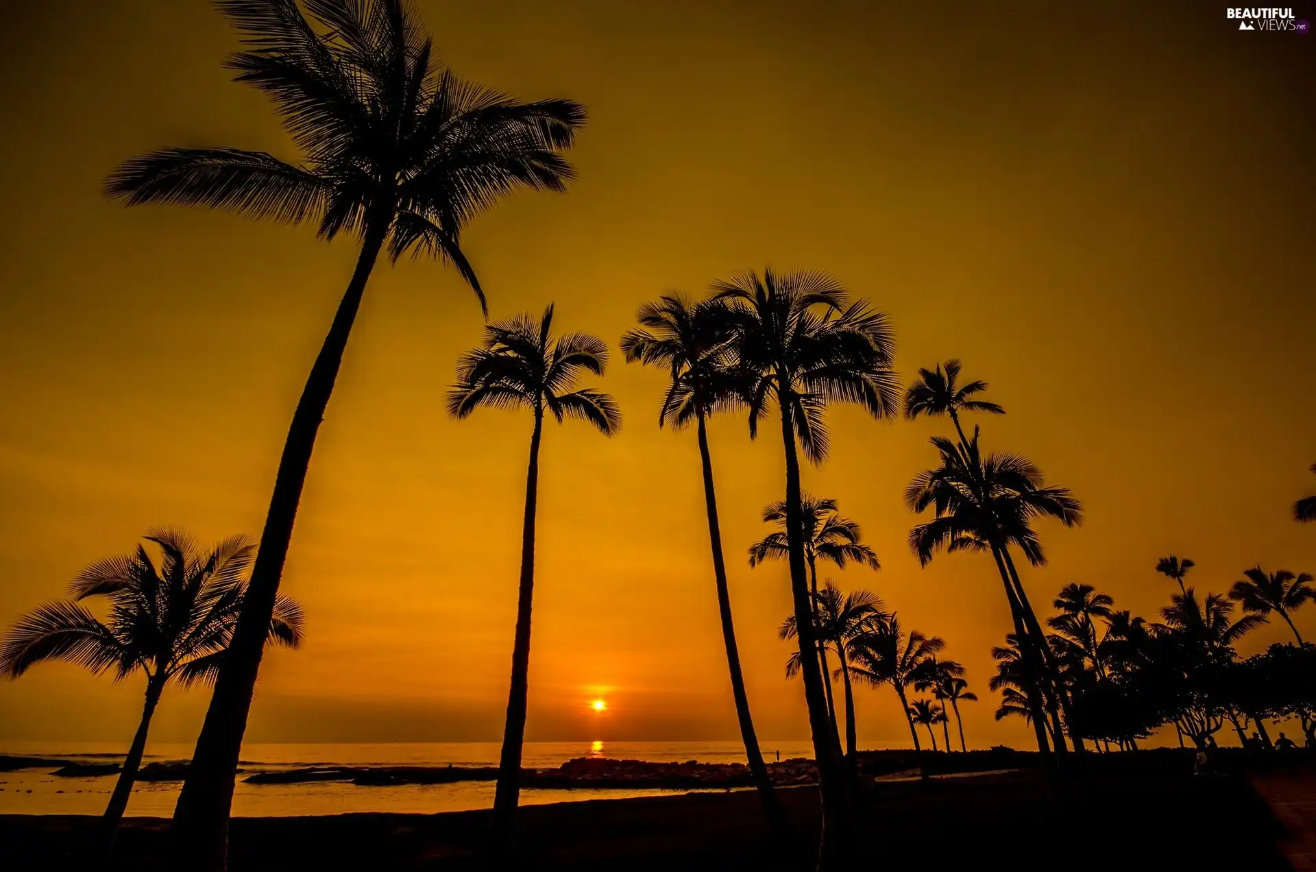 Sky, Palms, west, Sun, Seashore