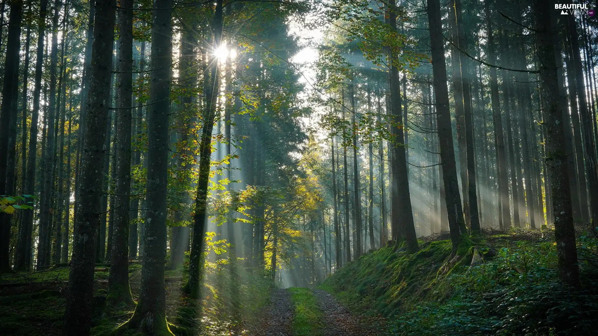 trees, Green, rays of the Sun, light breaking through sky, viewes, forest