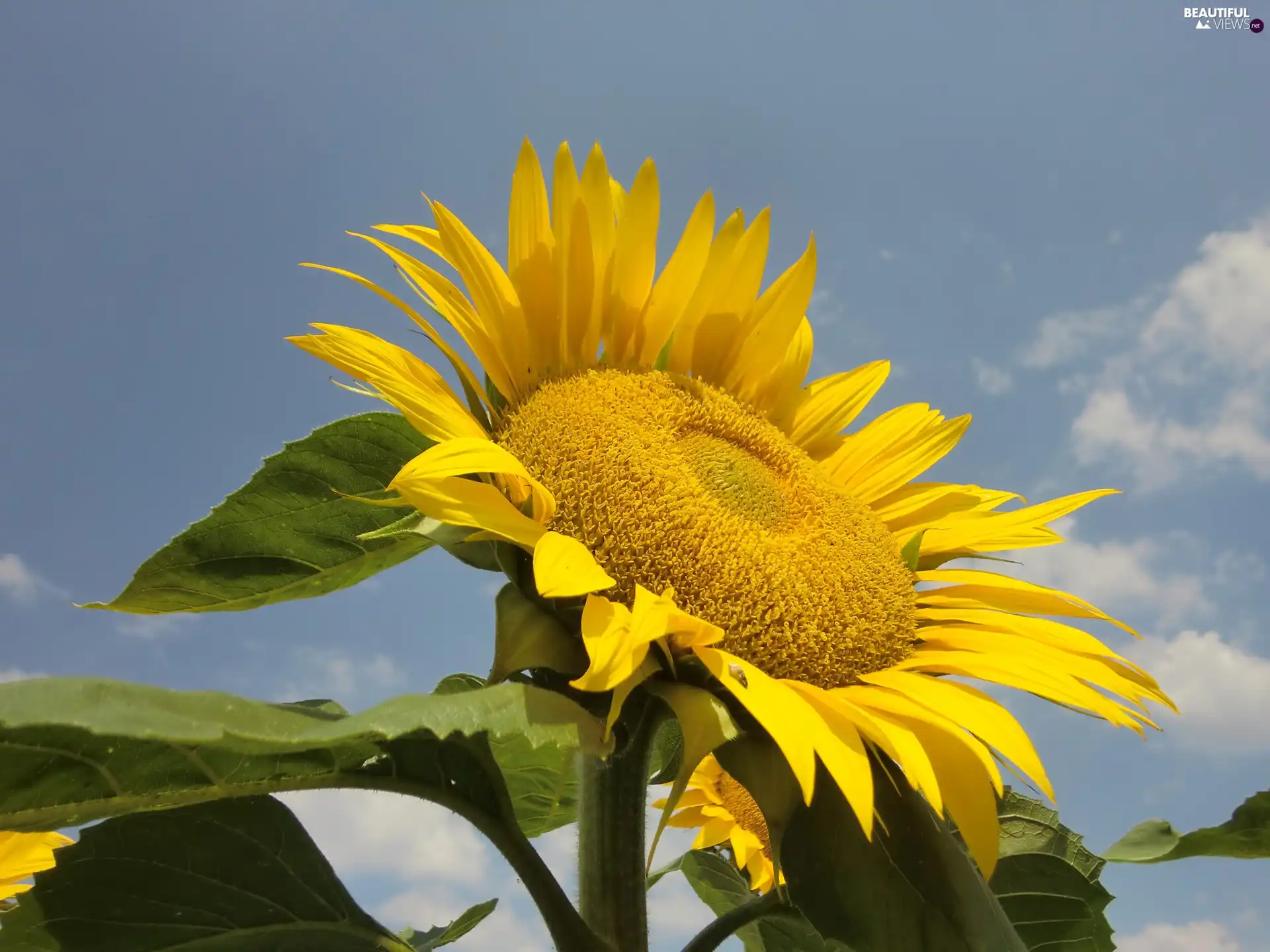 Sunflower, Sky