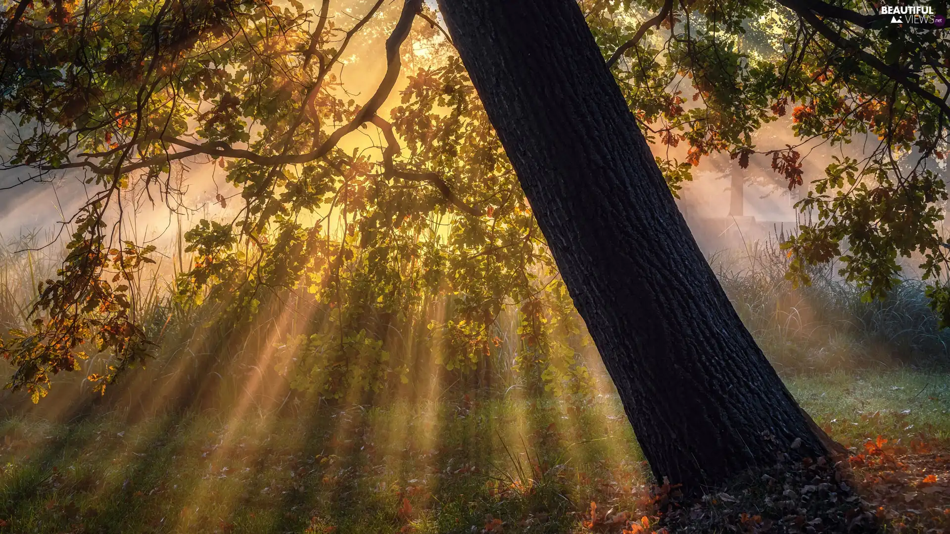 light breaking through sky, trees, branch pics