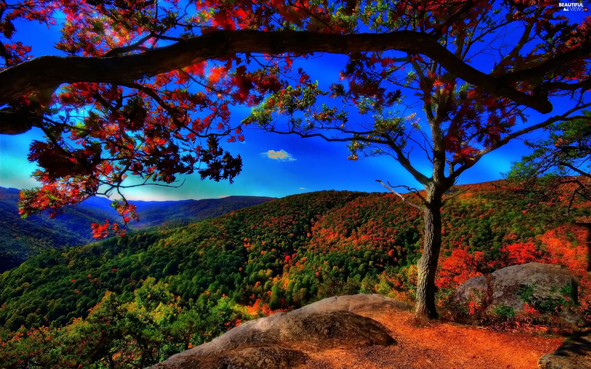 trees, Leaf, Sky, viewes