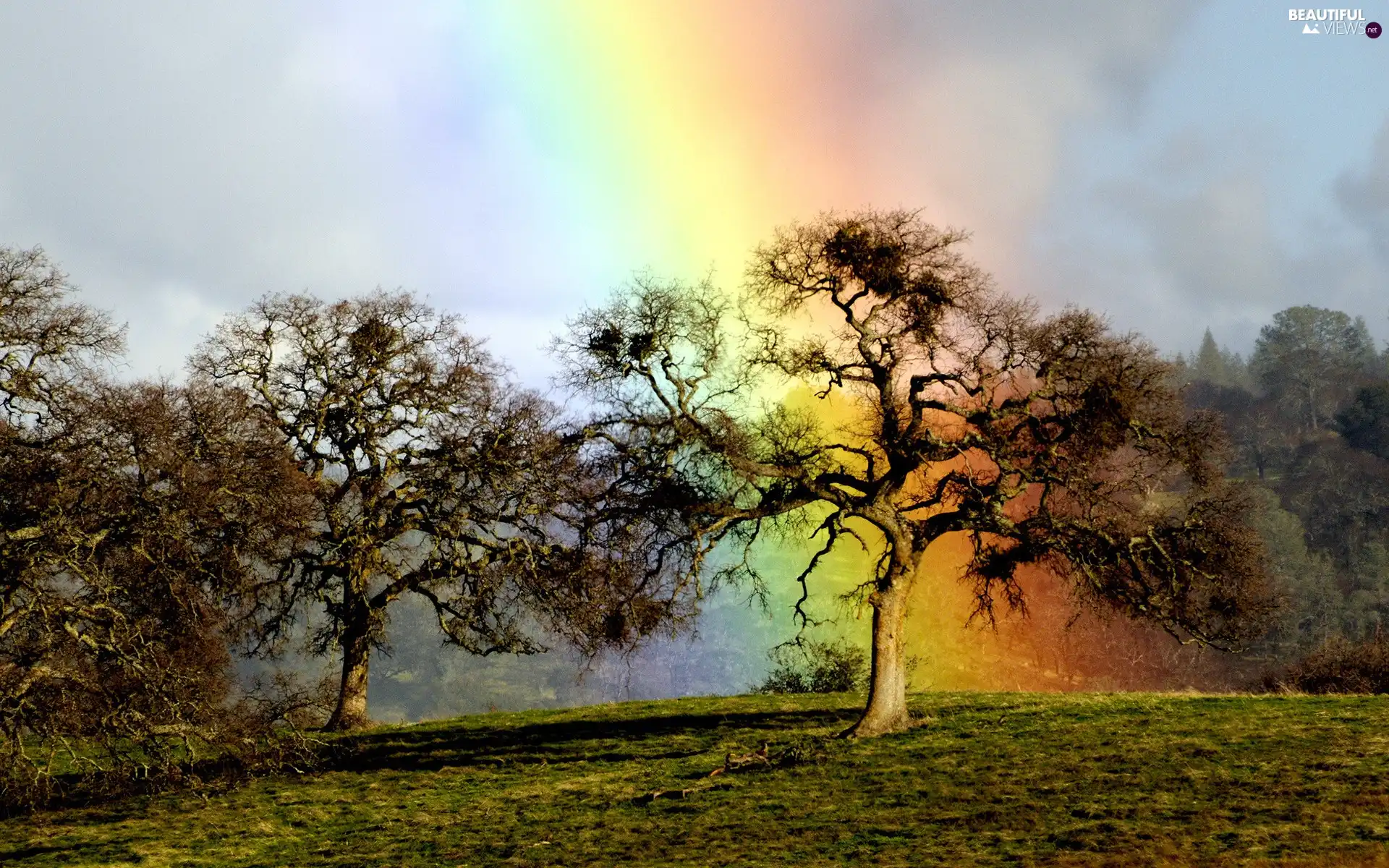 trees, Great Rainbows, Sky, viewes