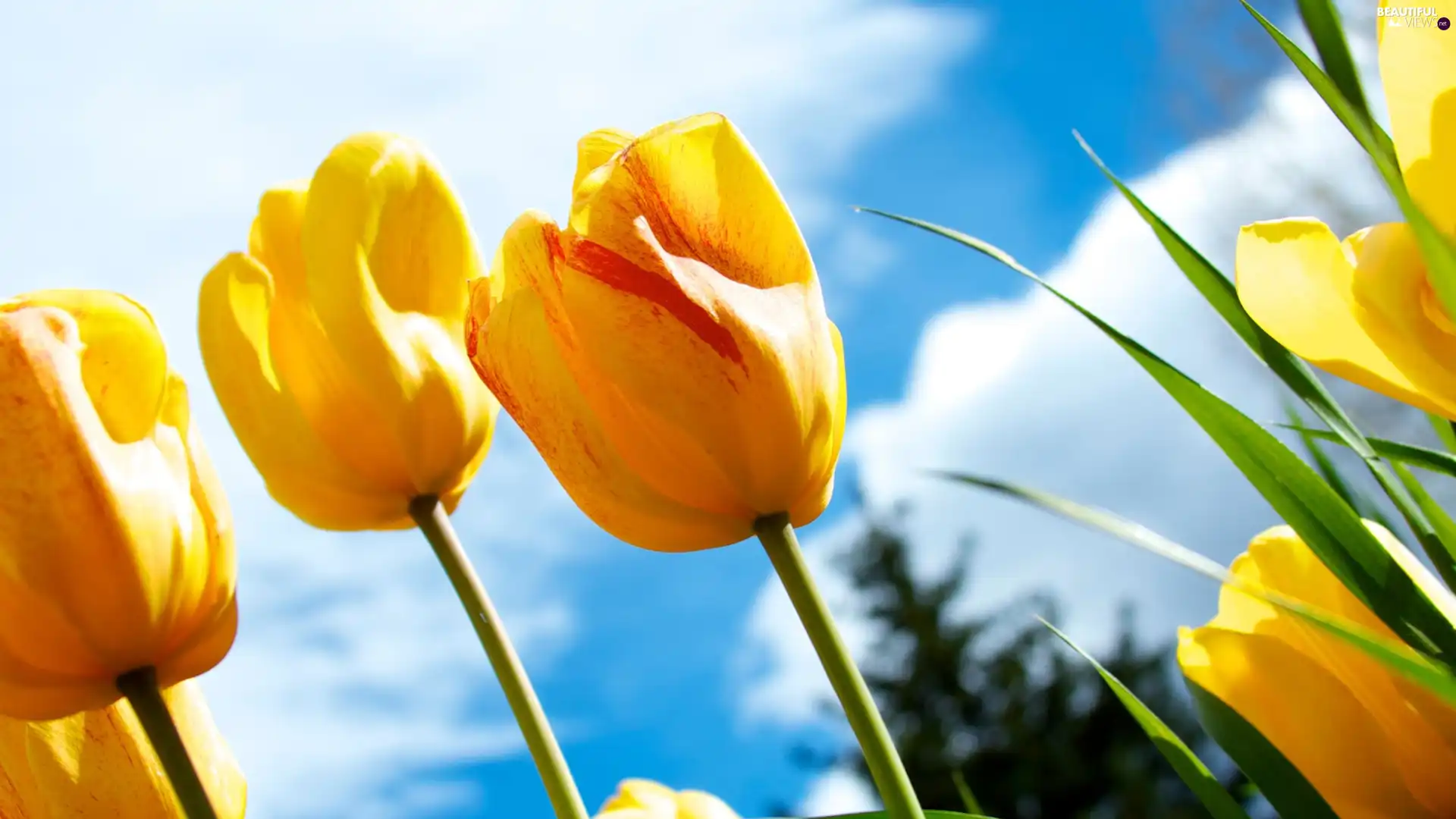 Sky, Yellow, Tulips