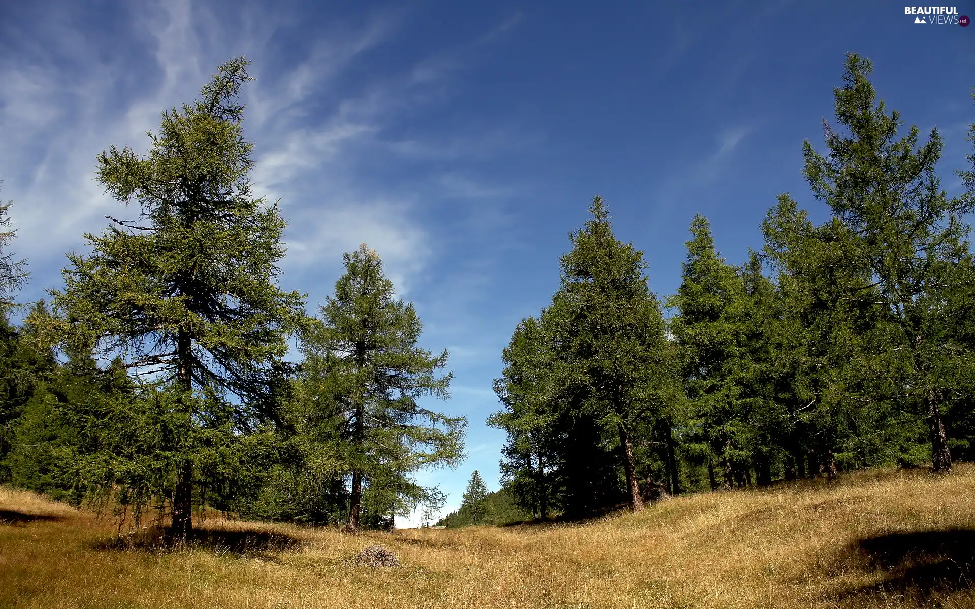 Sky, trees, viewes