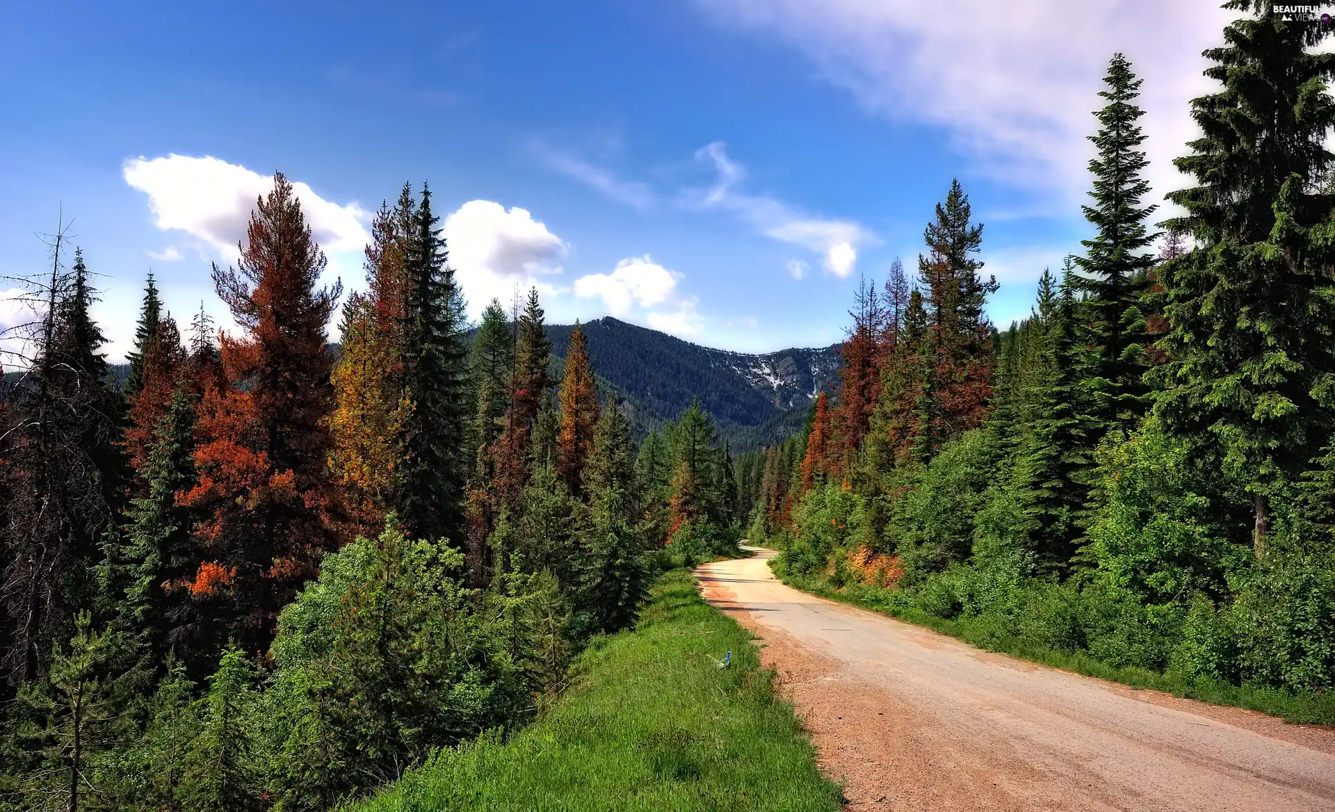 Way, Mountains, Sky, forest