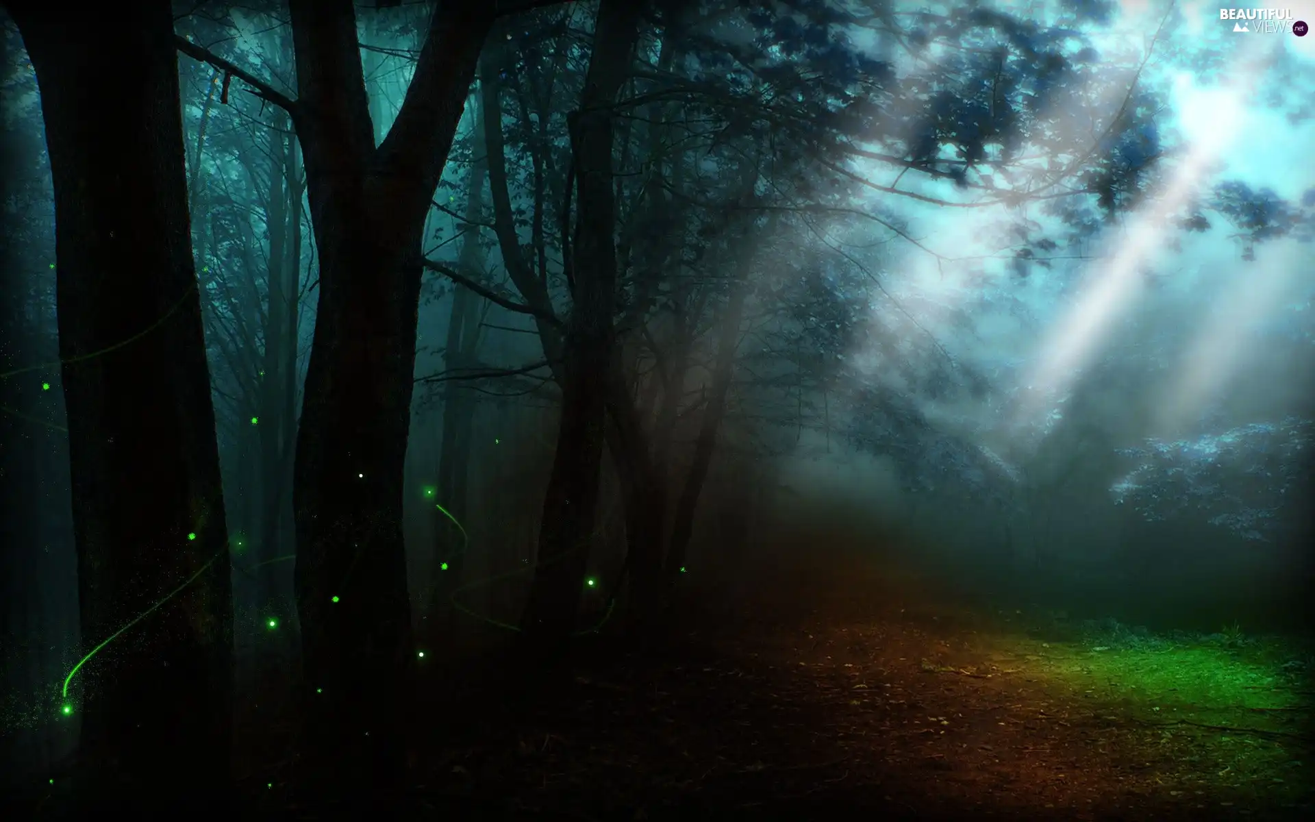 forest, viewes, skylights, trees