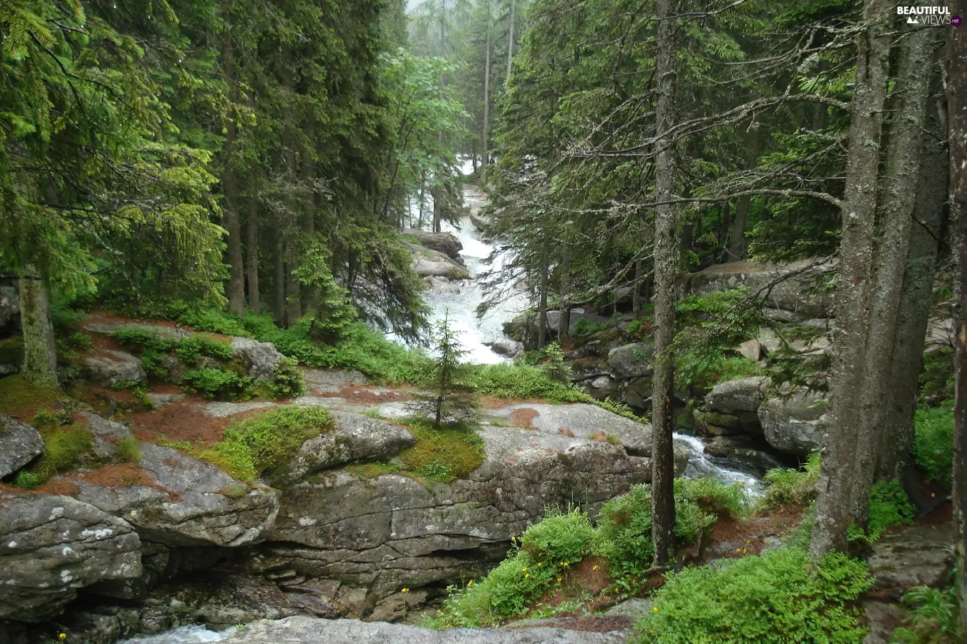 stream Student, Tatras, Slovakia