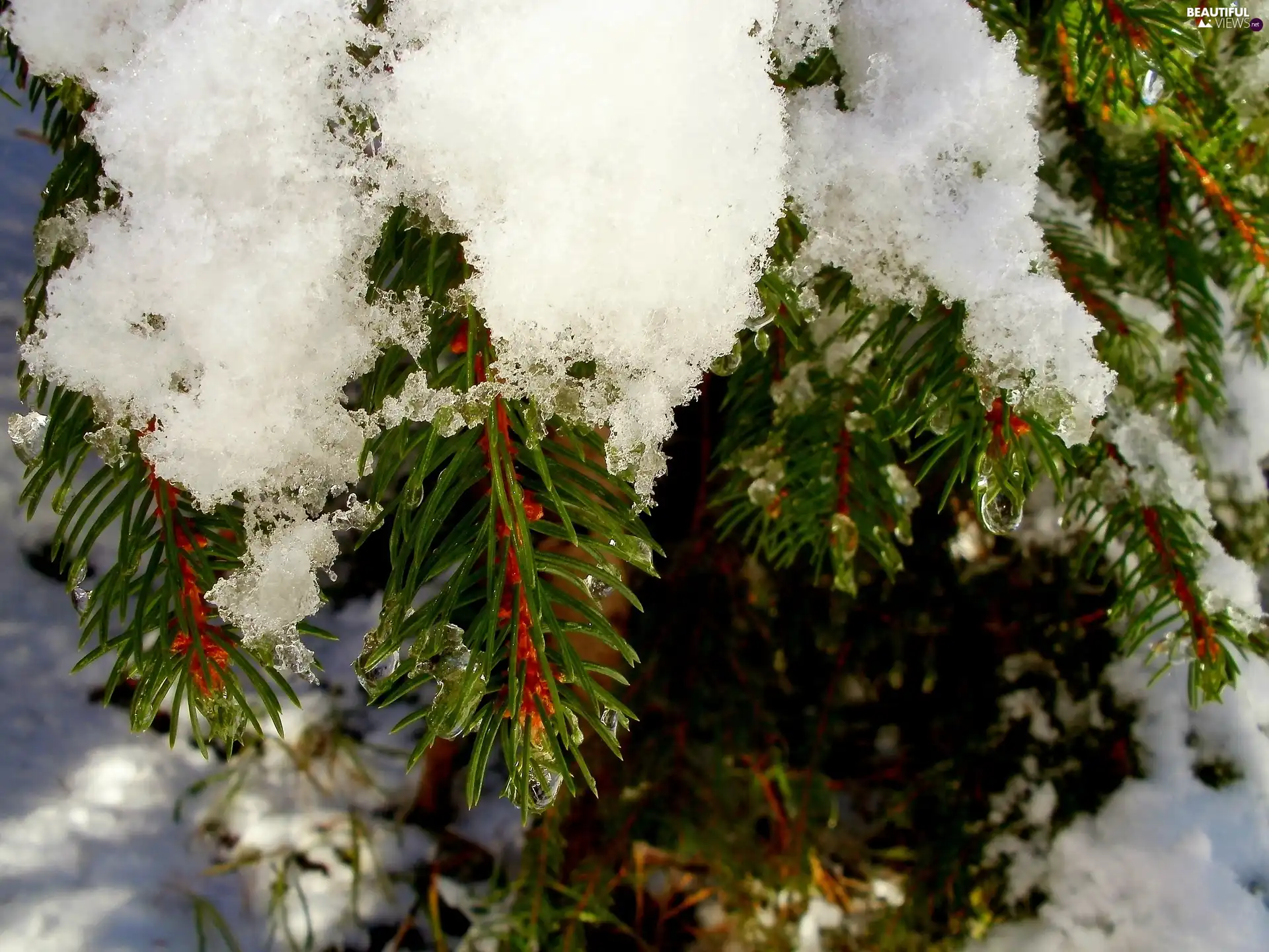 Conifers, snow