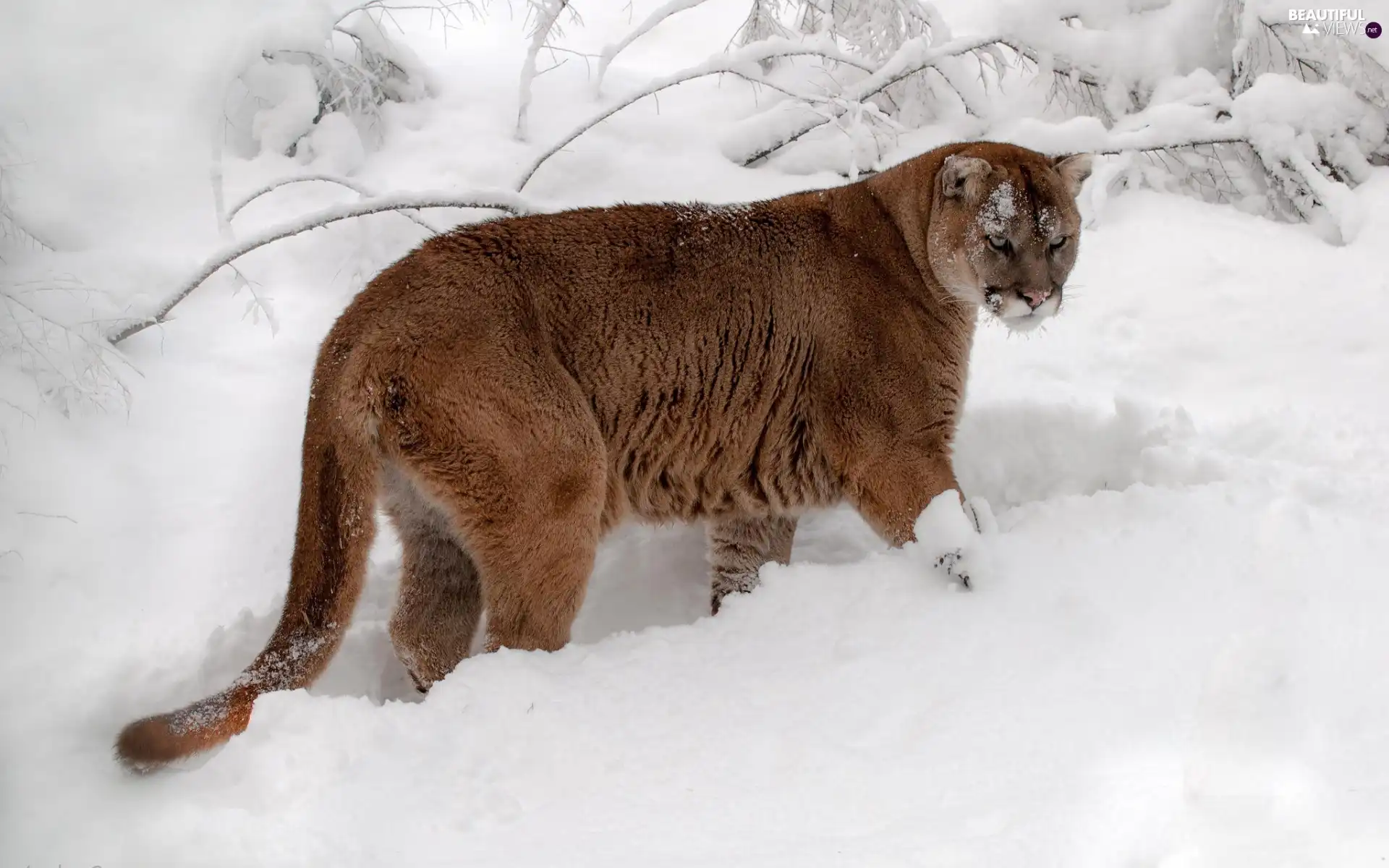 snow, cougar, drifts