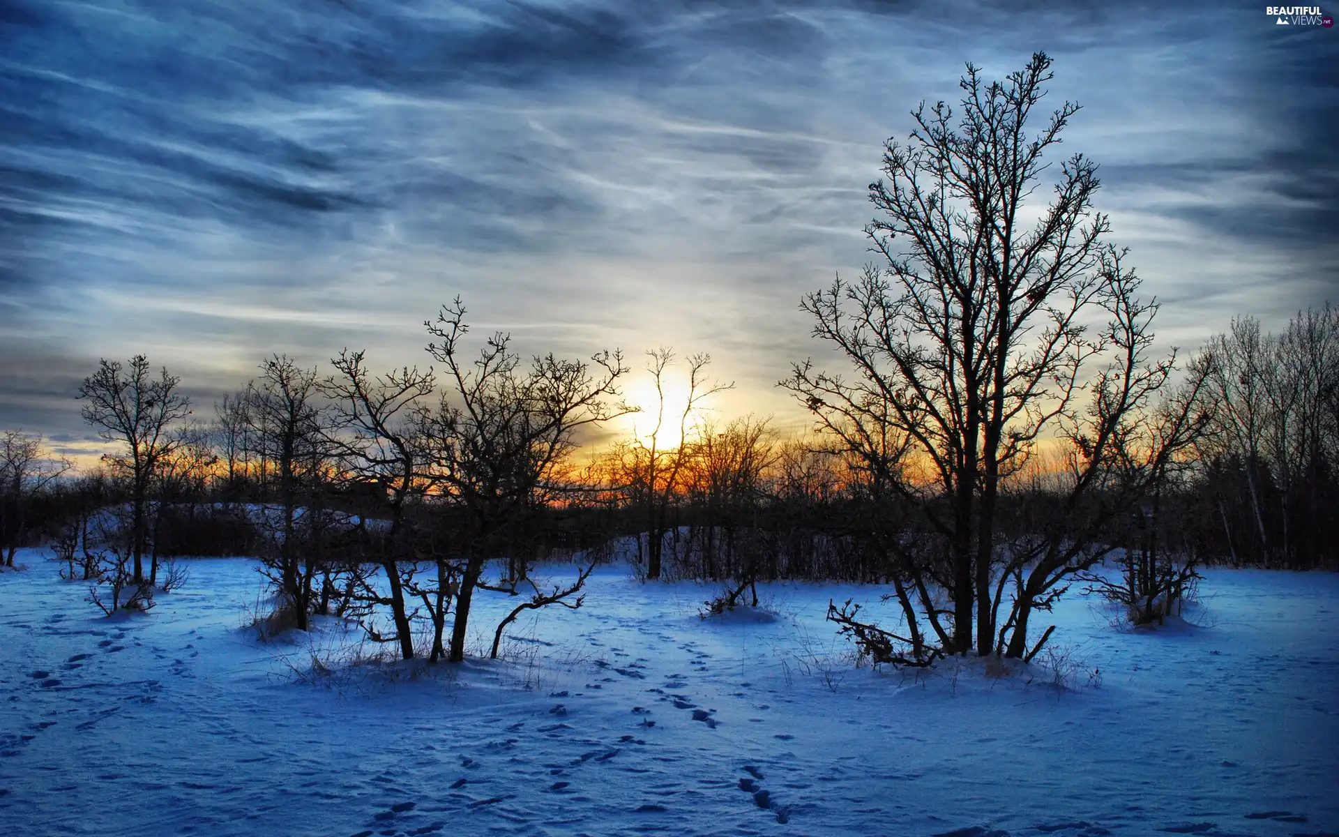 east, Bush, snow, sun