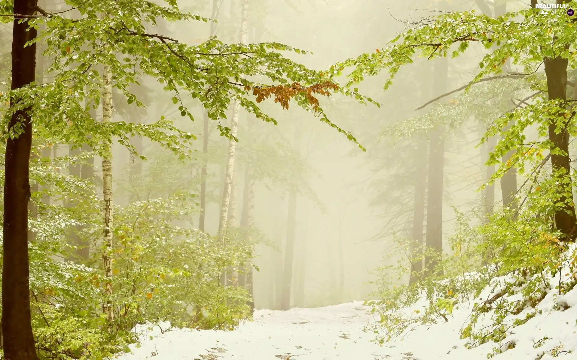 snow, Fog, trees, viewes, Way