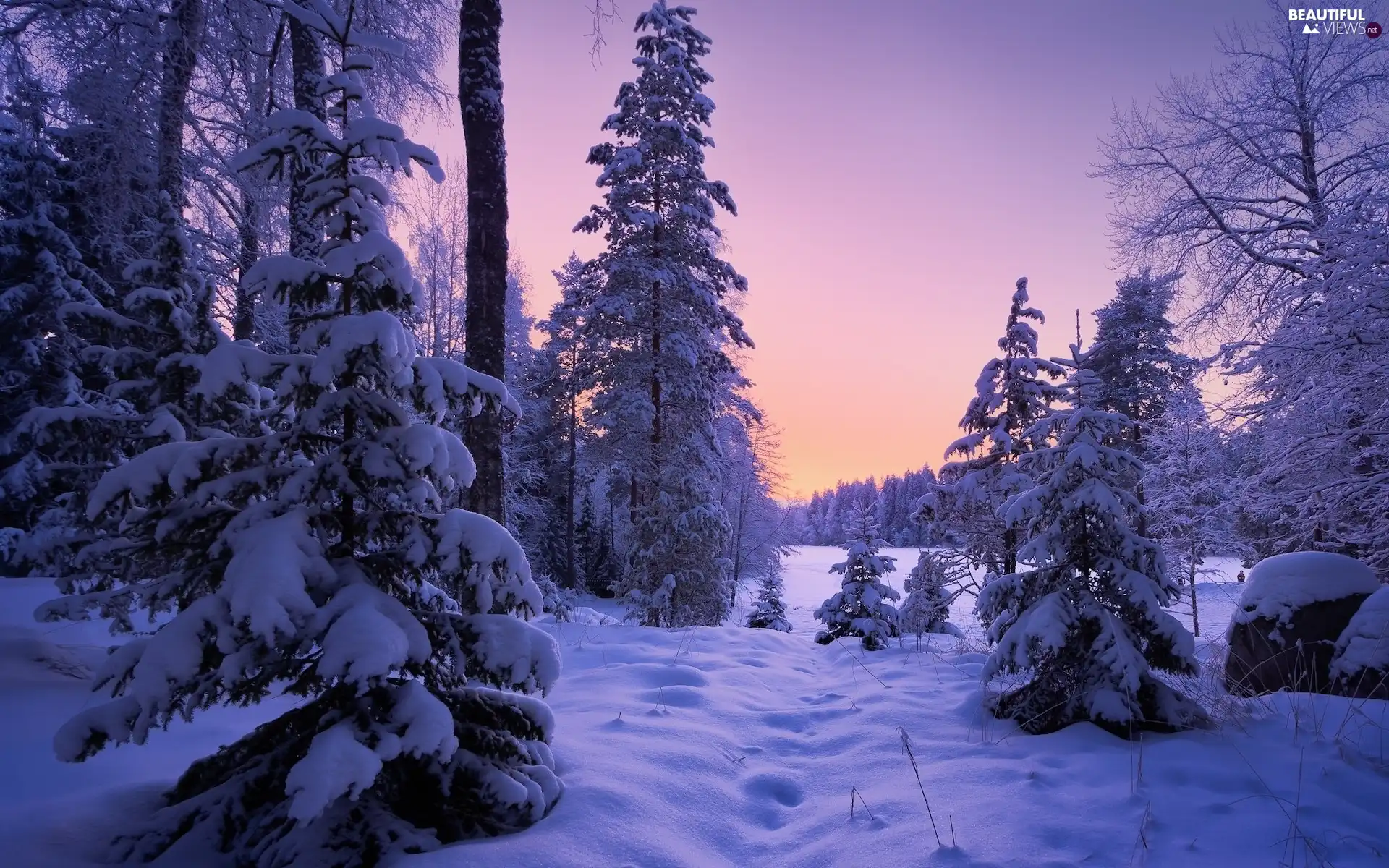 branch pics, forest, viewes, Snowy, winter, trees, snow