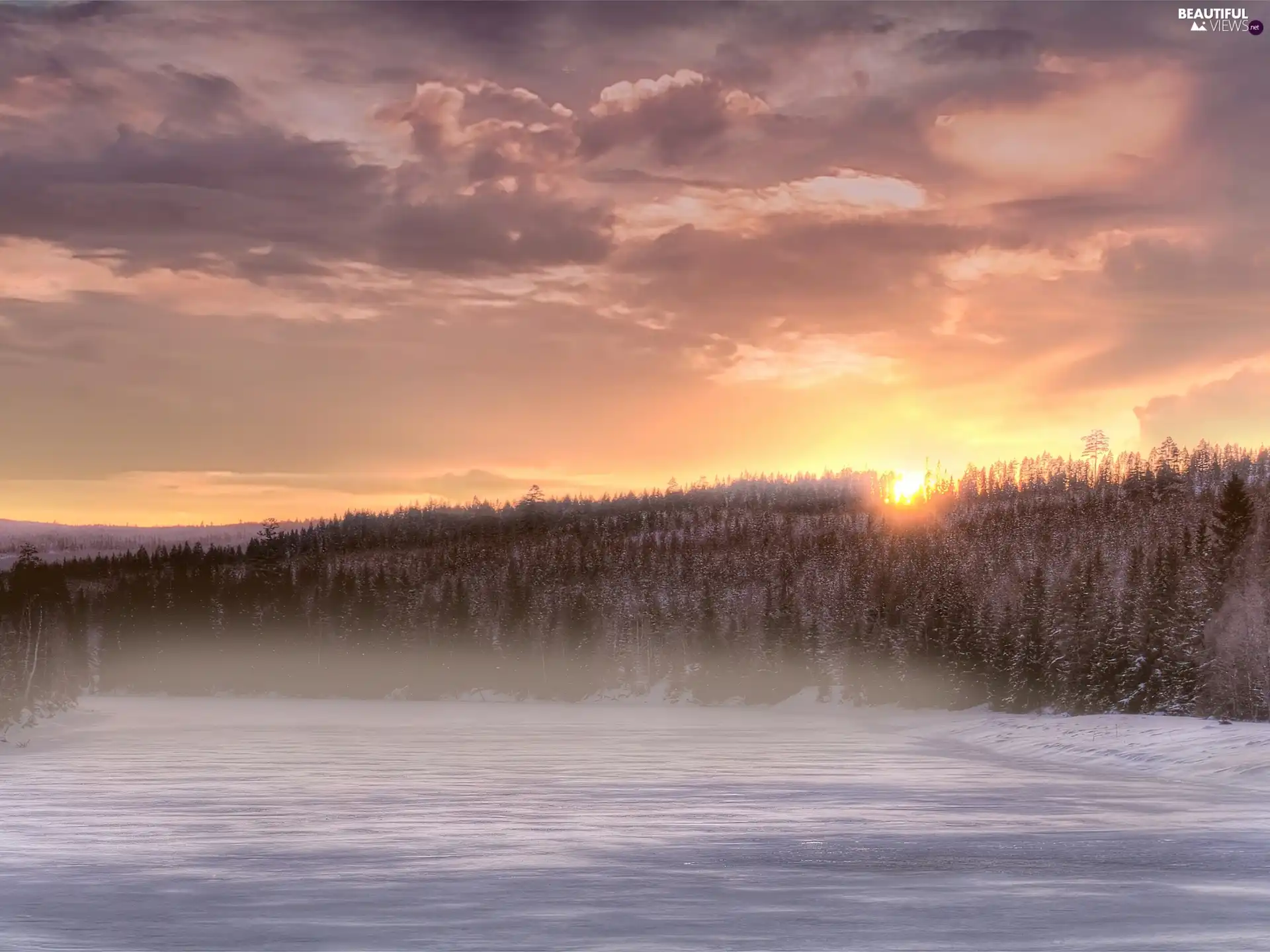 forest, sun, snow, west