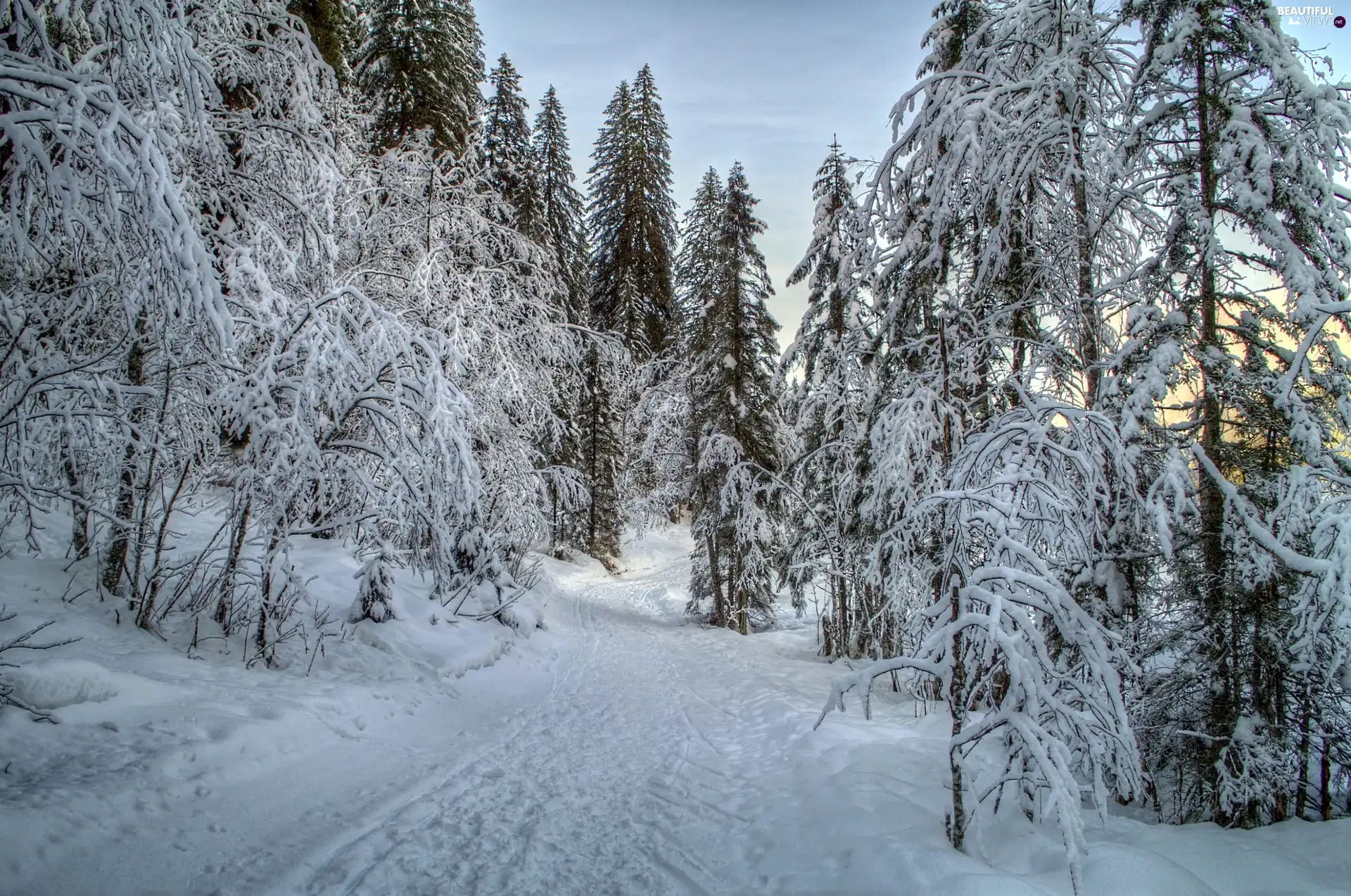 forest, viewes, snow, trees