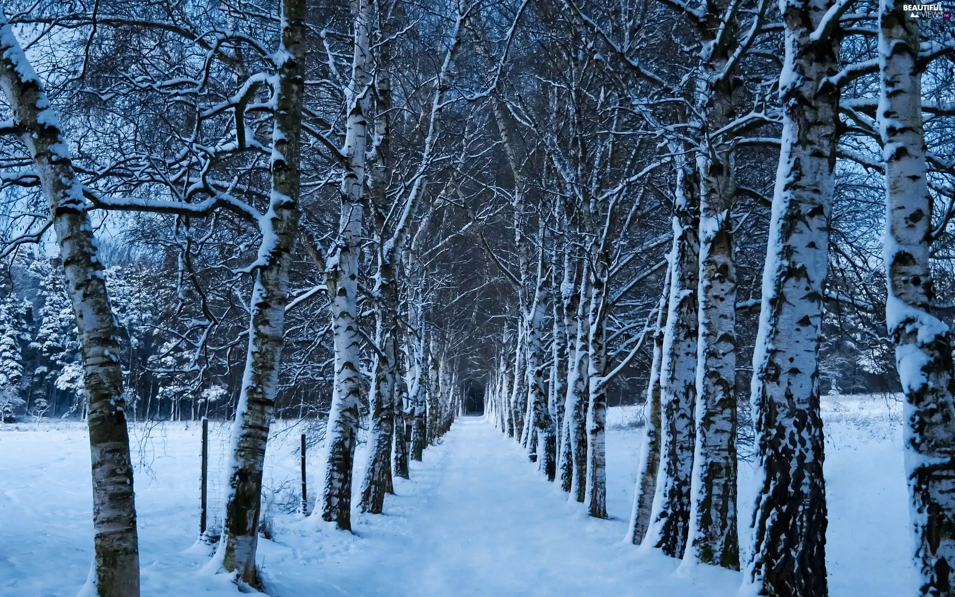 snow, winter, forest