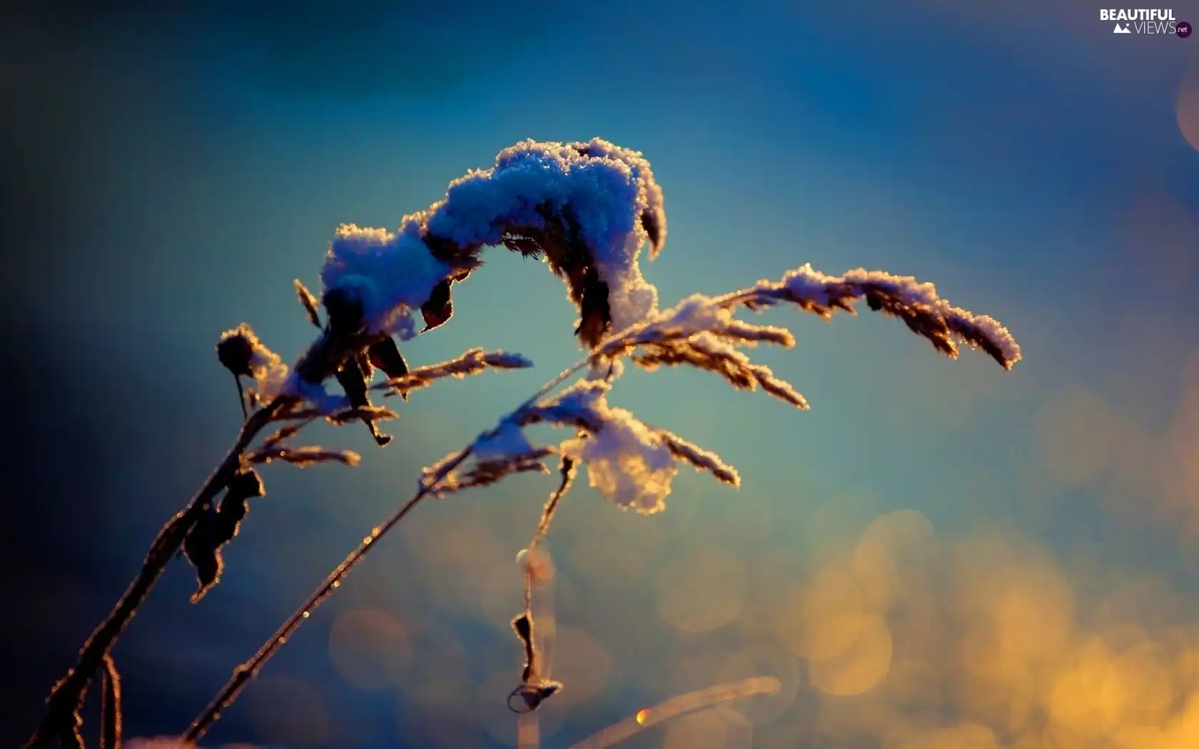 snow, glamour, dry, grass, blades