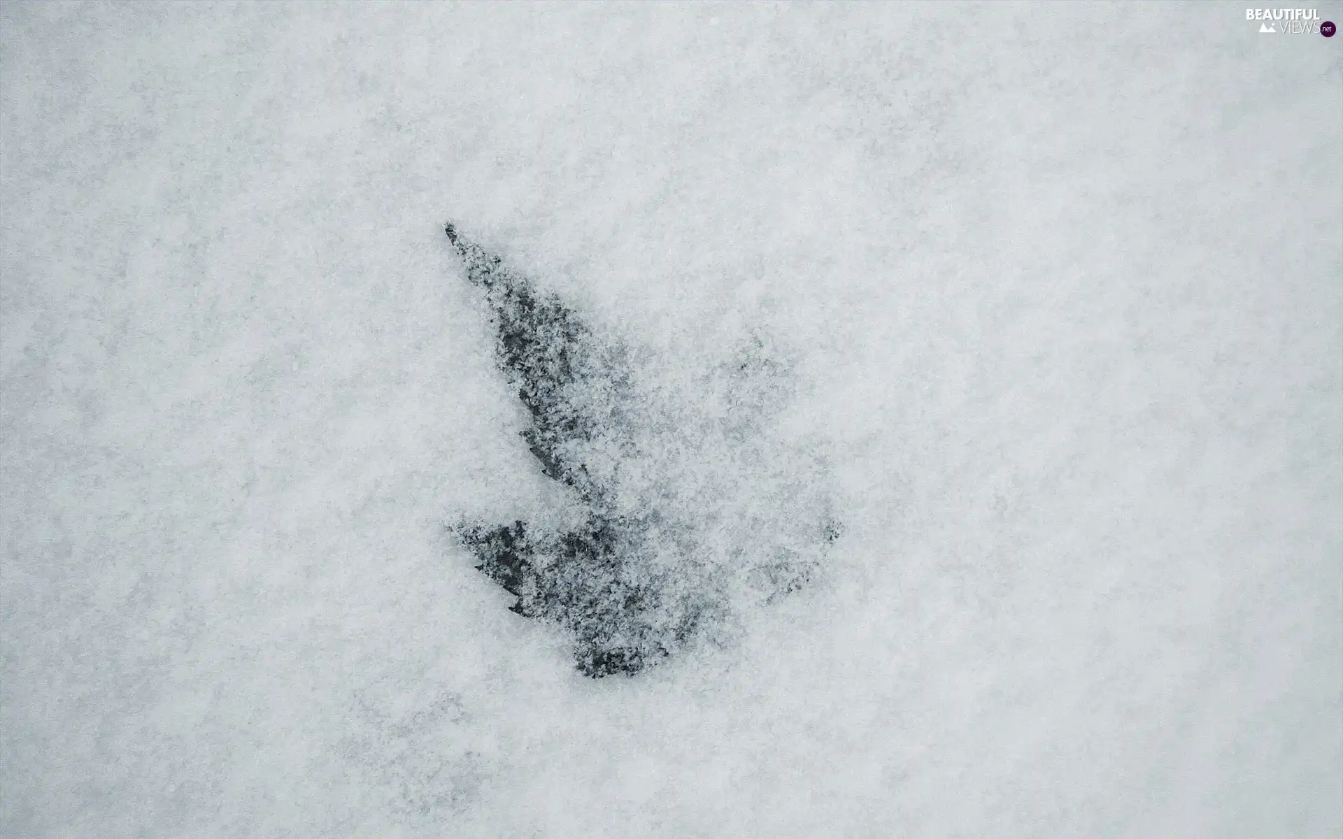 snow, overwhelmed, leaf