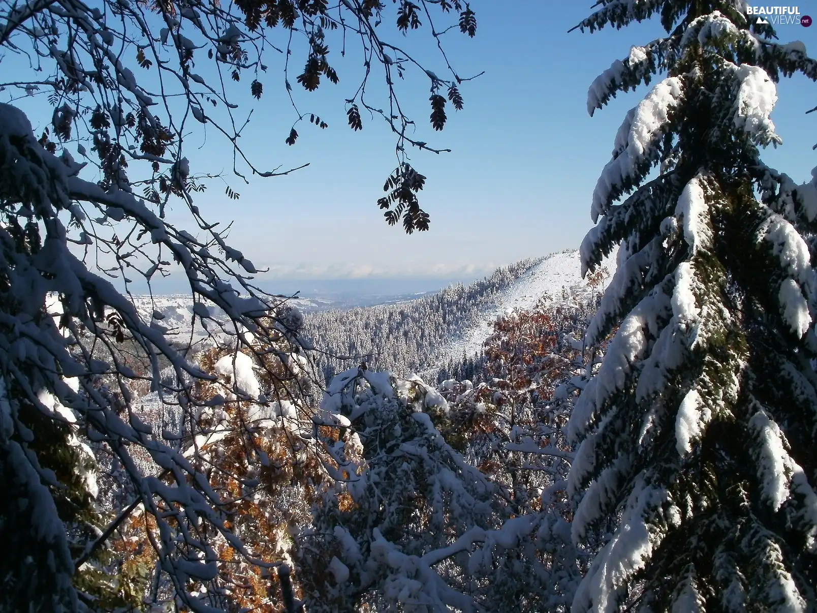 Mountains, viewes, snow, trees