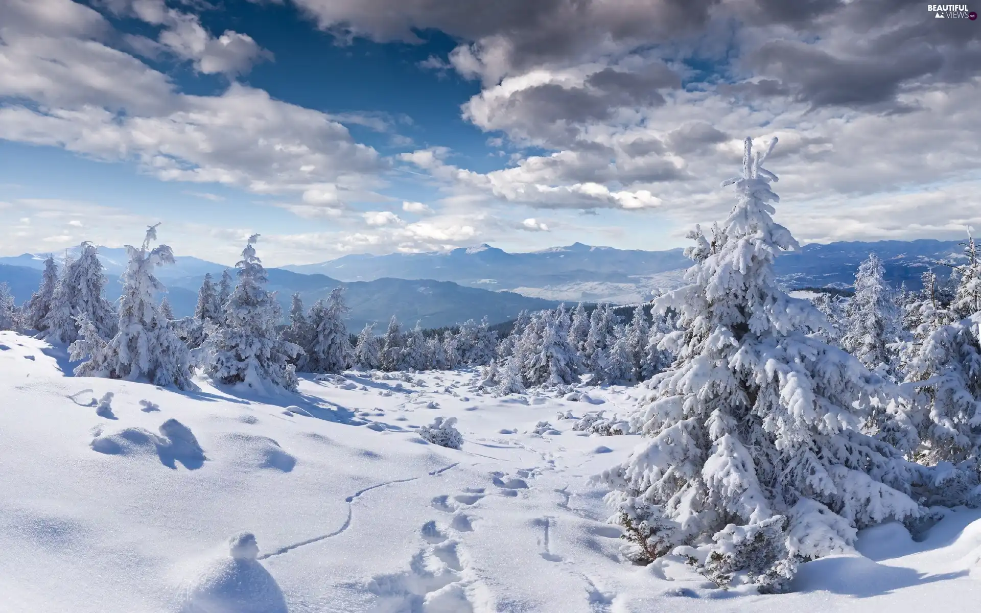 Mountains, winter, snow, Spruces