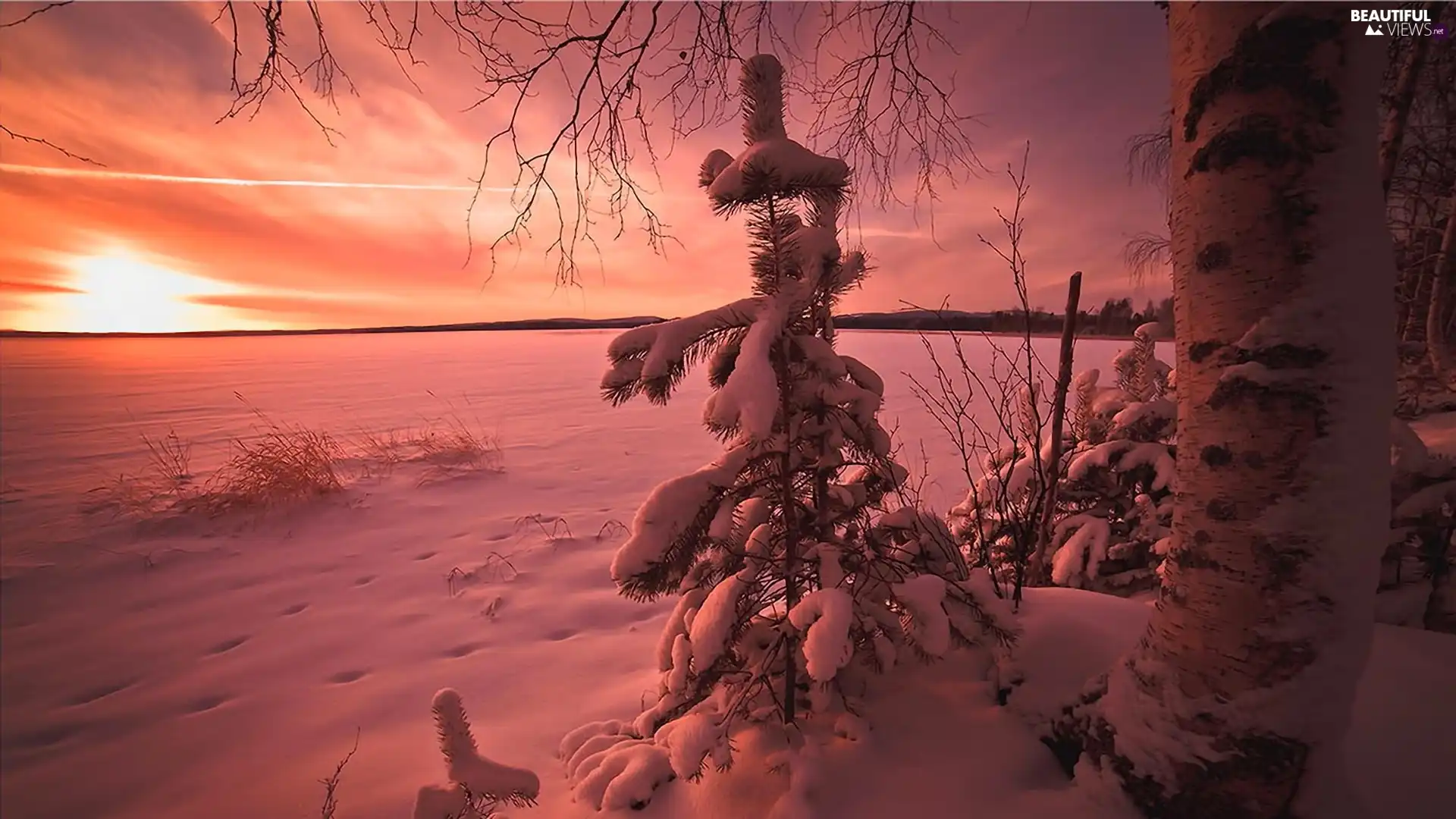 snow, trees, pine, Great Sunsets, winter, viewes