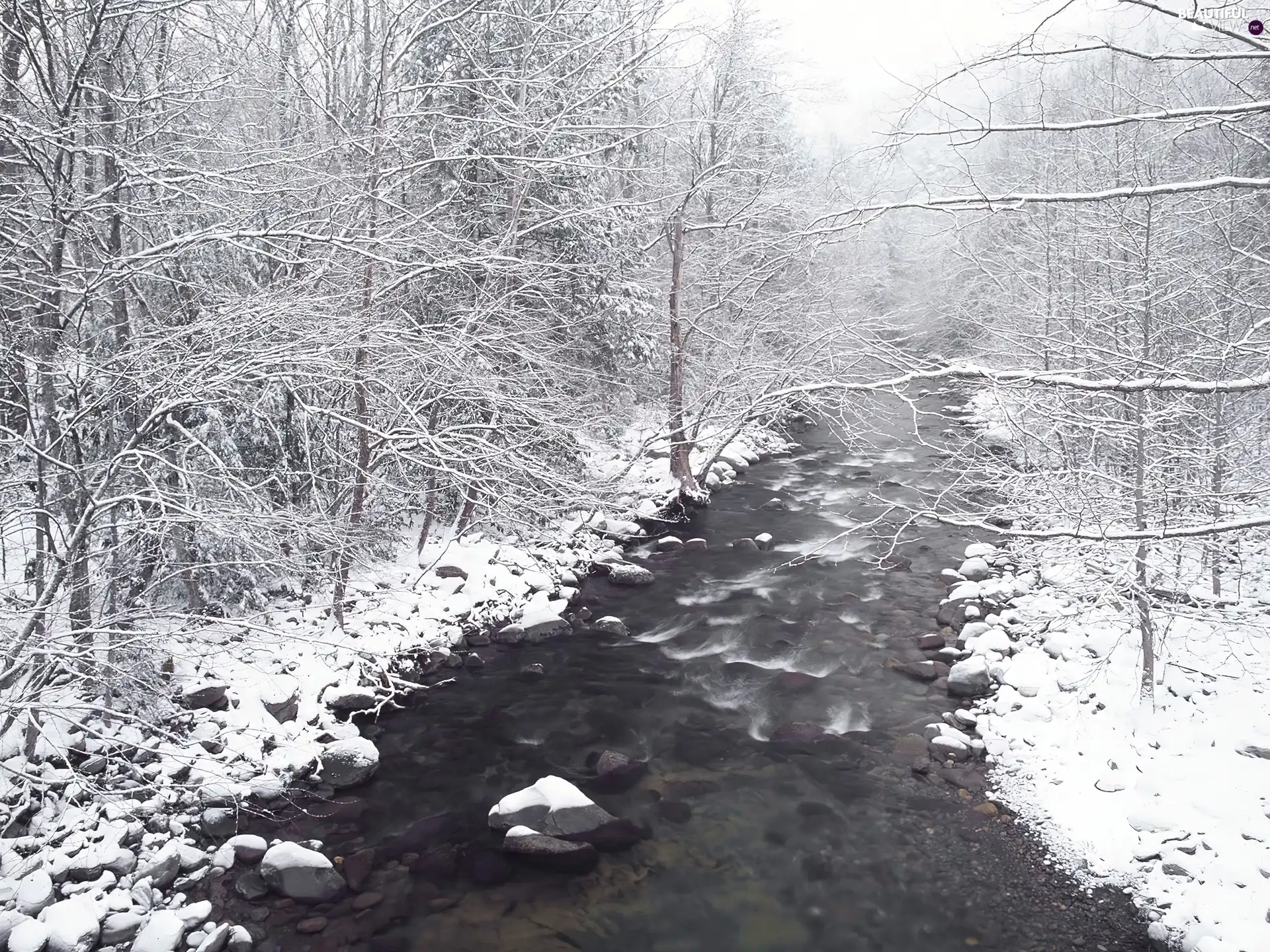 River, forest, snow, Stones