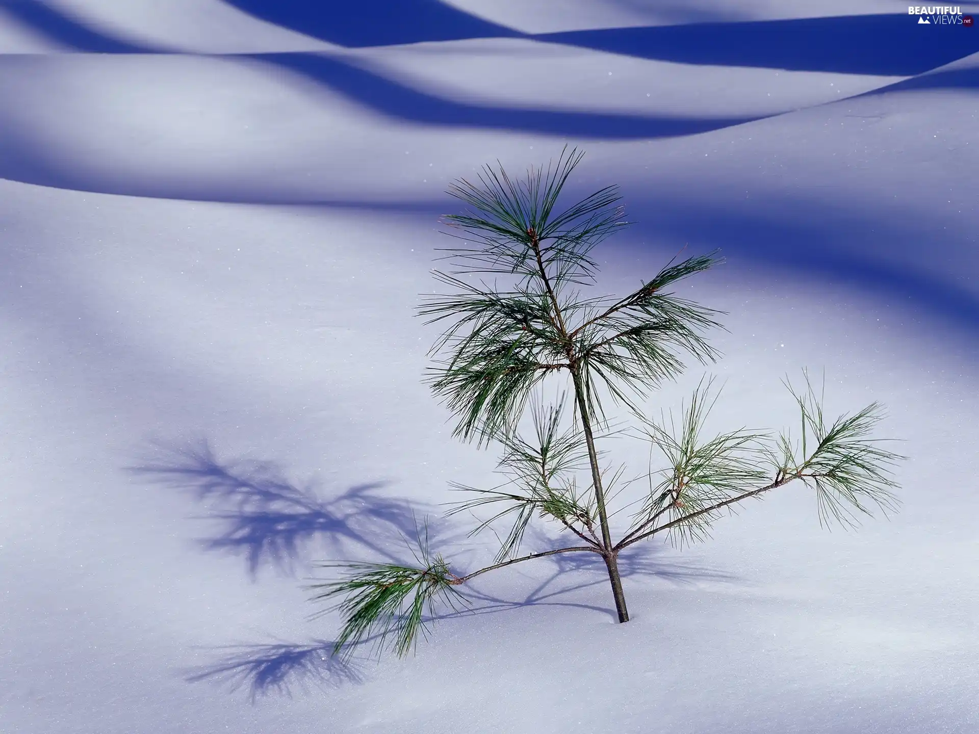 seedling, drifts, snow, pine