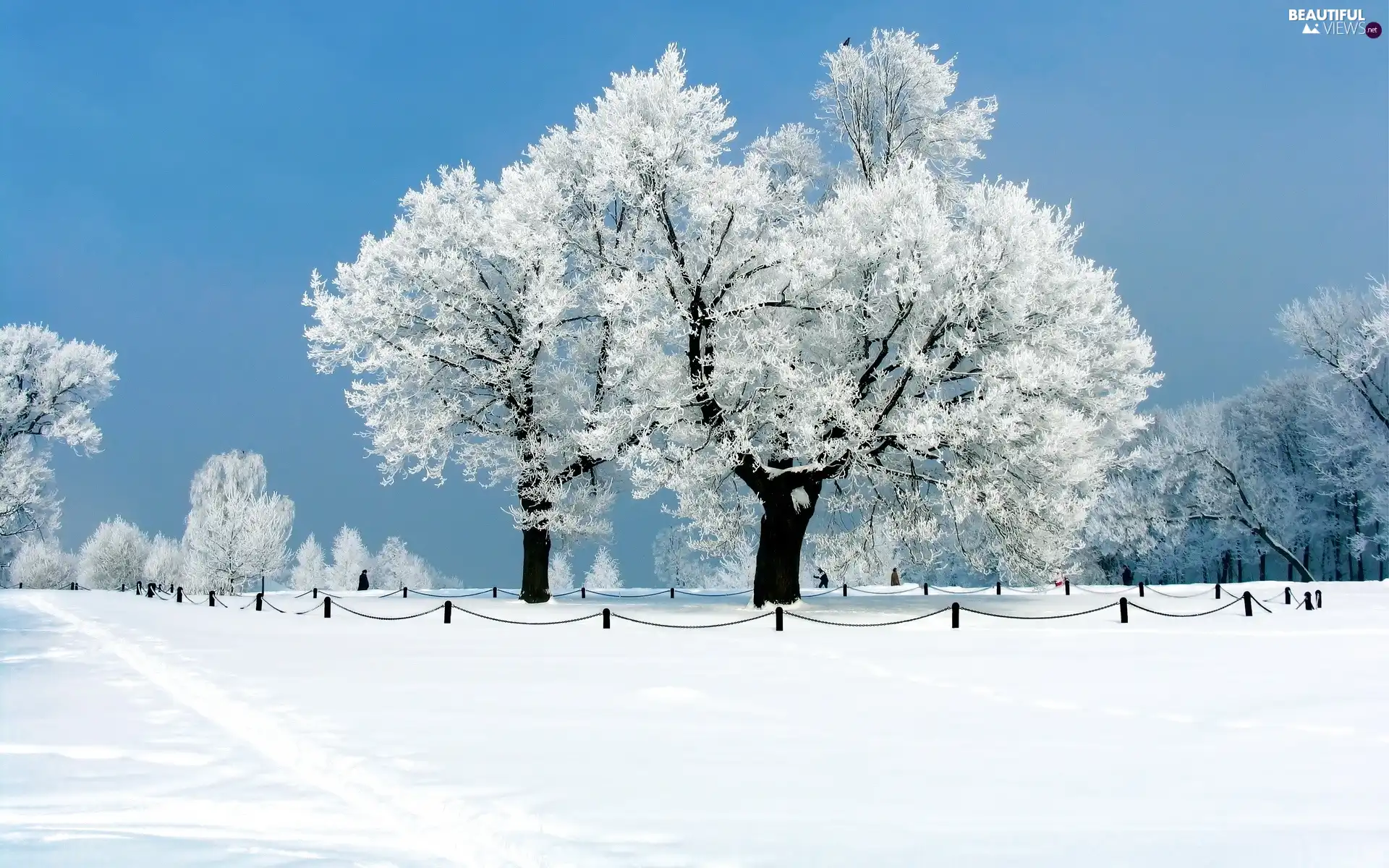 Sky, viewes, snow, trees