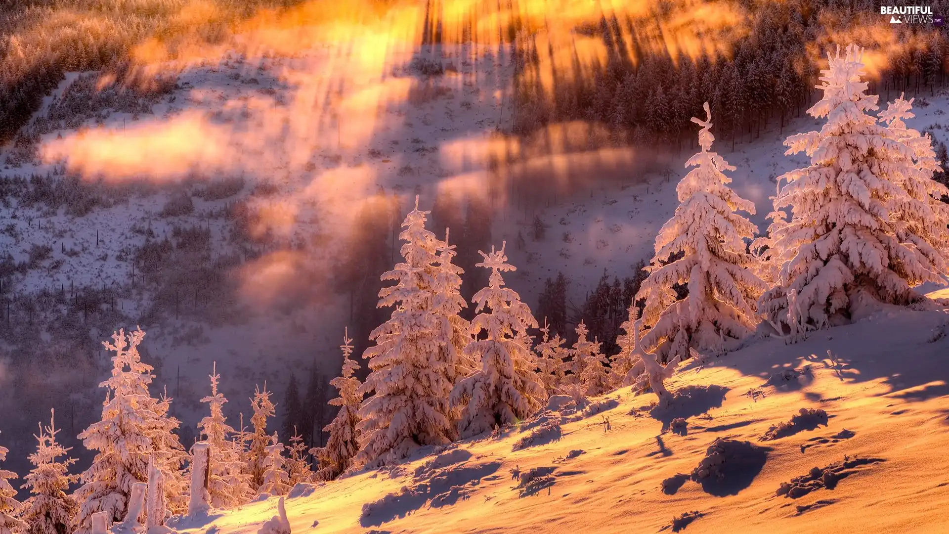 Spruces, winter, sun, snow, glamour, Snowy