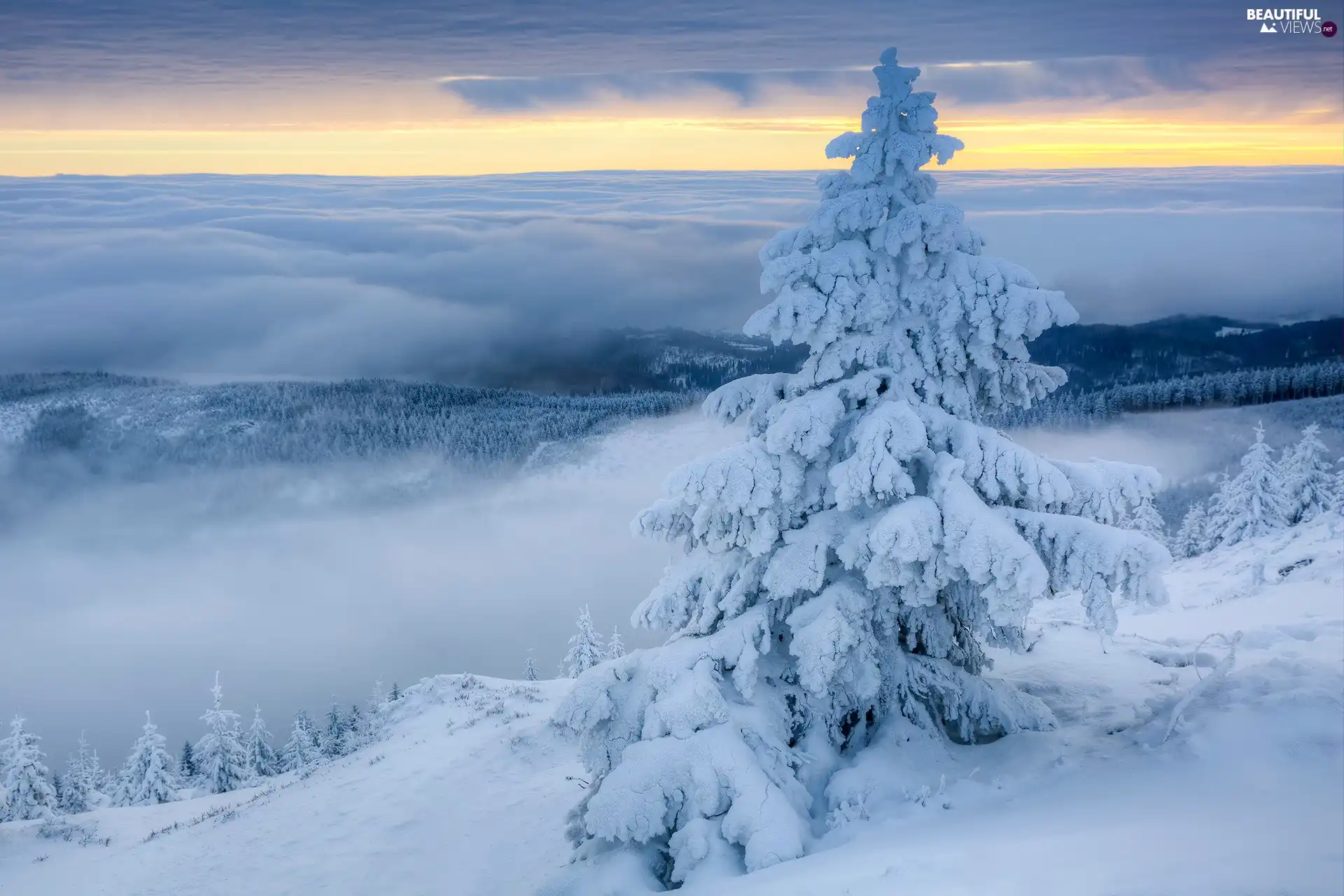 Fog, snow, snowy, spruce, winter