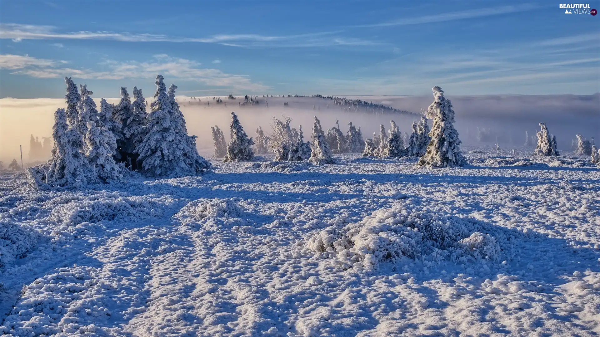 Fog, snow, Snowy, Spruces, winter