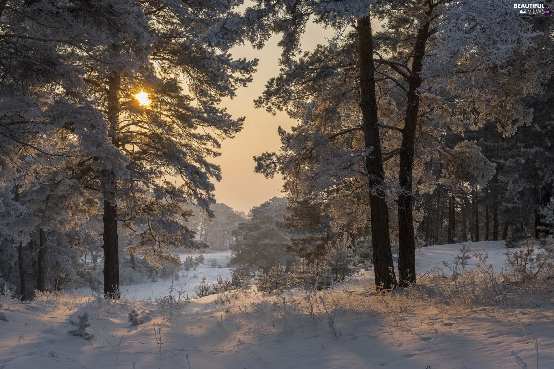 pine, winter, Sunrise, snow, White frost, forest