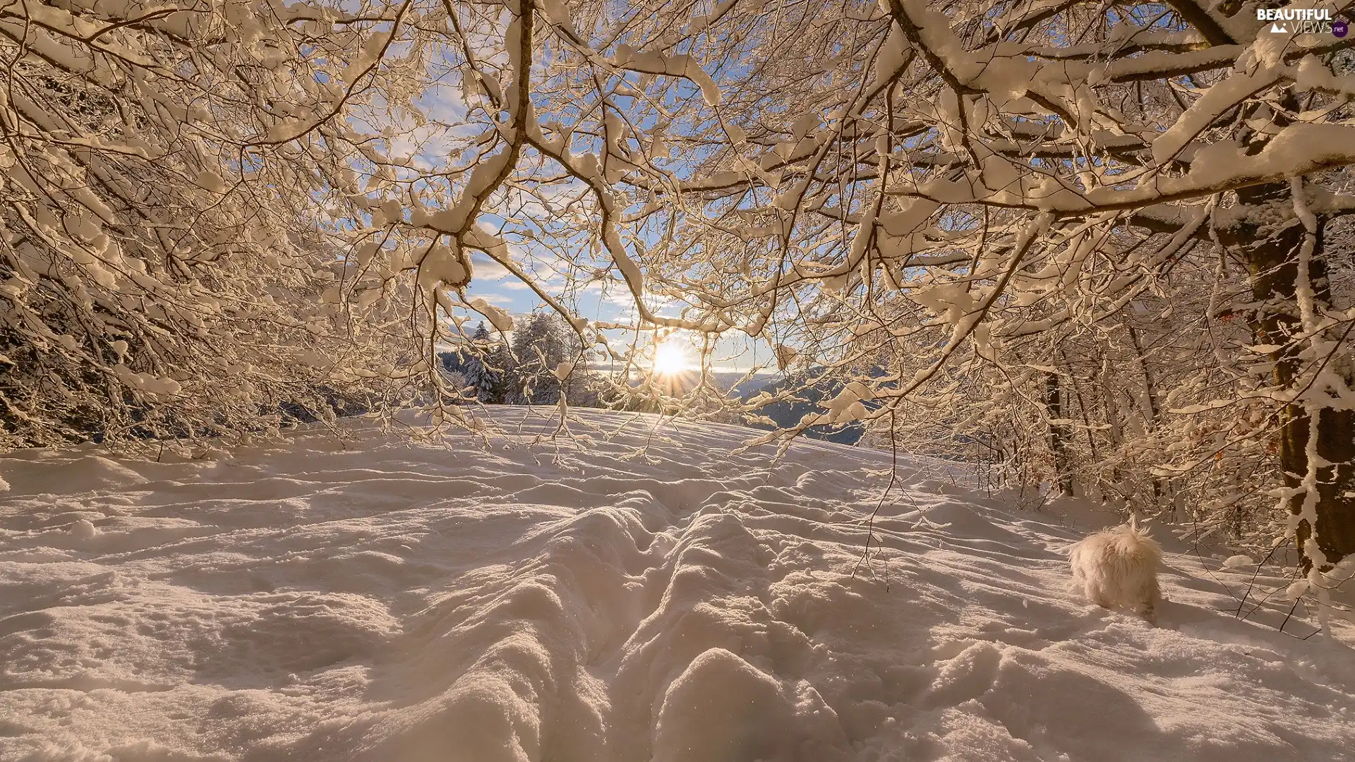 rays of the Sun, trees, dog, viewes, branch pics, snow, winter, Snowy